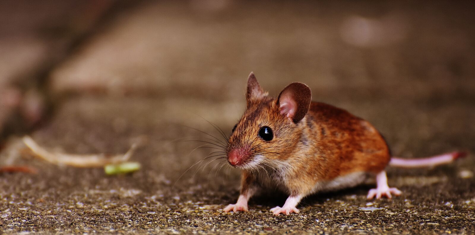 Nikon D7200 sample photo. Mouse, rodent, cute photography