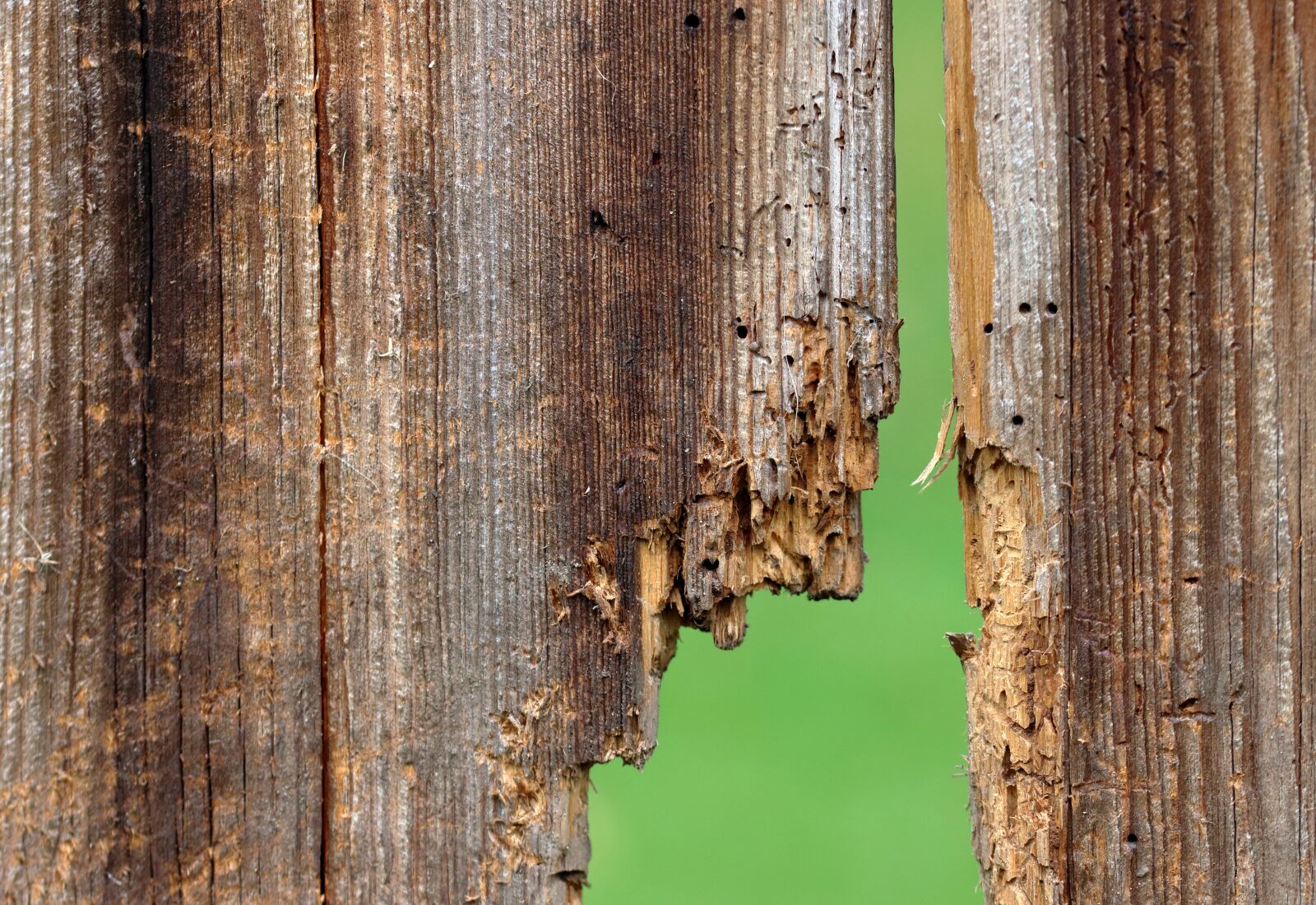 Canon EOS 80D sample photo. Wood, woodworm, broken photography