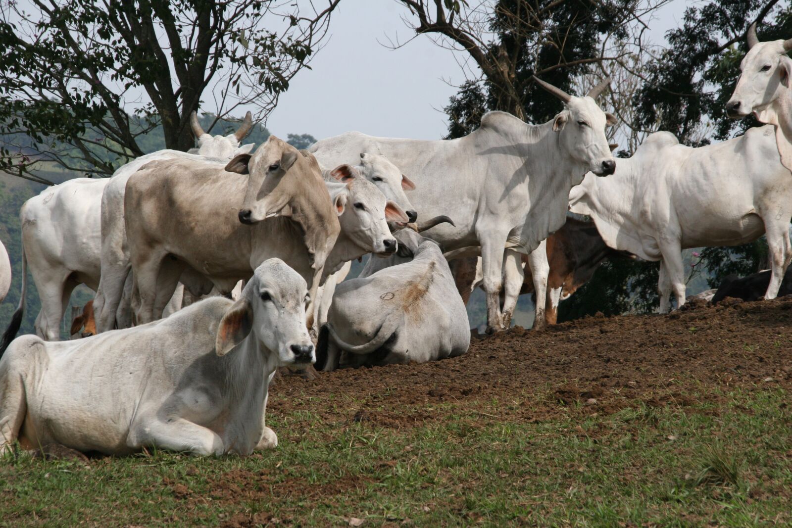 Canon EOS 20D sample photo. Boi, livestock, meat photography
