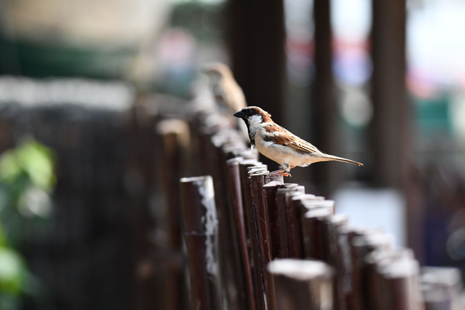Nikon D850 sample photo. Bird, nature, outdoors photography