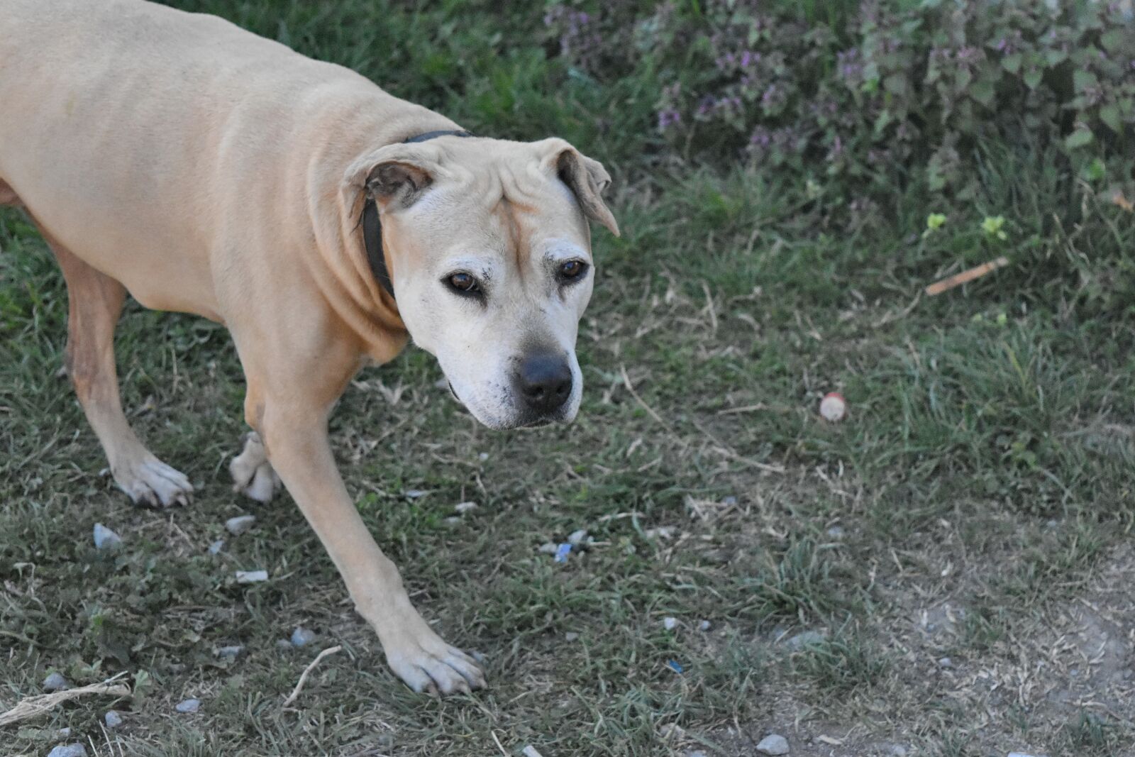 Nikon D5500 sample photo. Puppy, dog, hunting dog photography