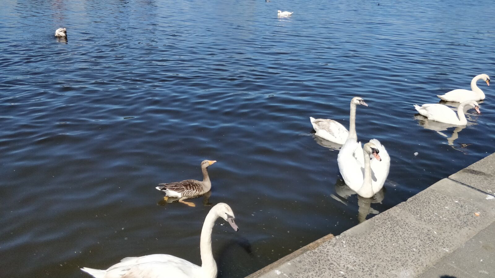 OnePlus 5 sample photo. Swan, water, bird photography