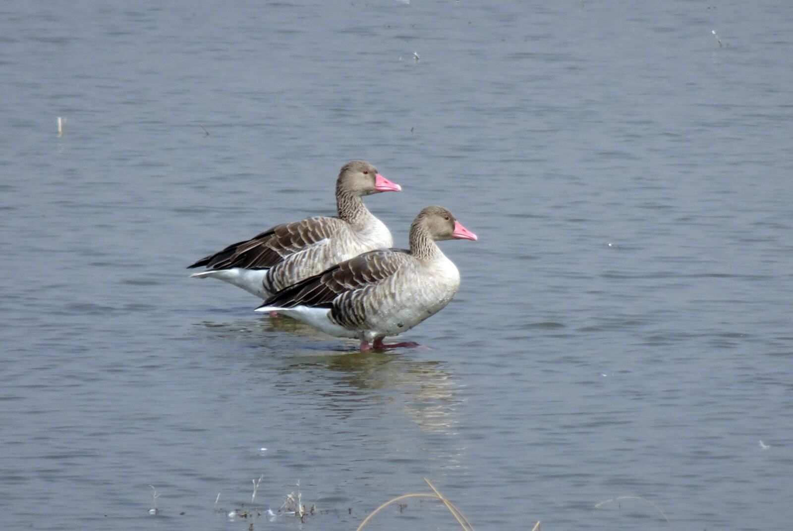 Sony Cyber-shot DSC-HX90V sample photo. Bird, goose, greylag goose photography