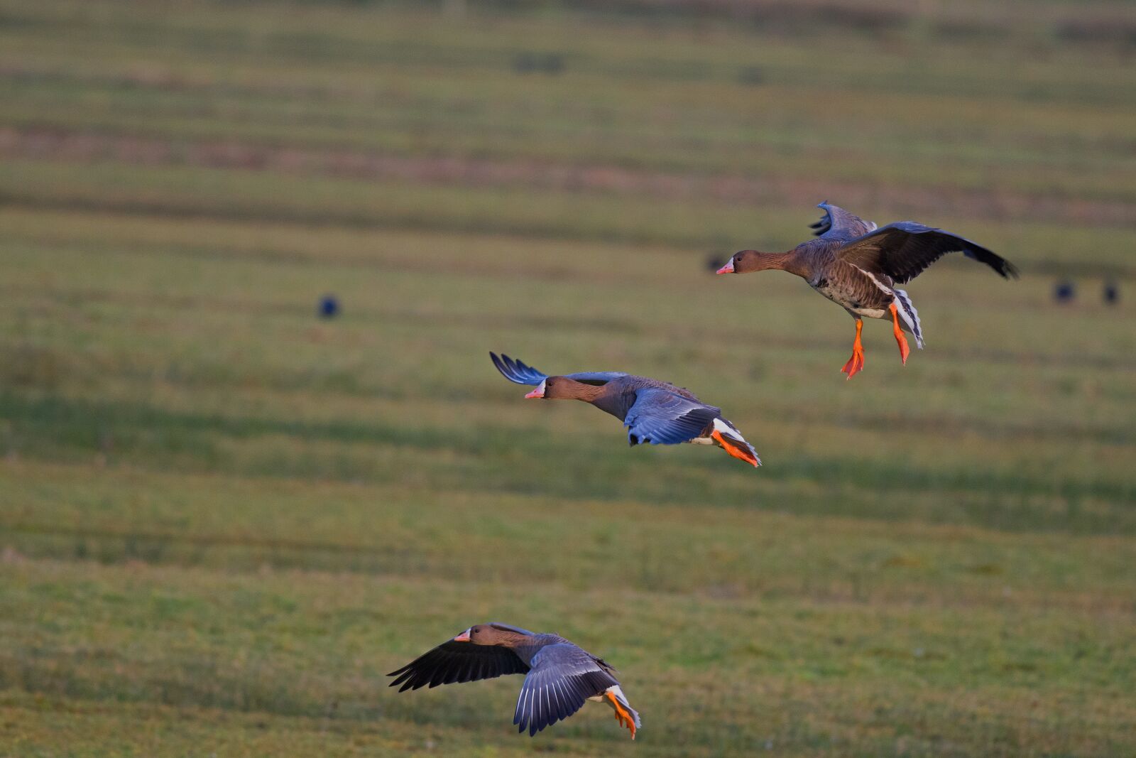 Nikon D500 sample photo. Fronted geese, landing, wild photography