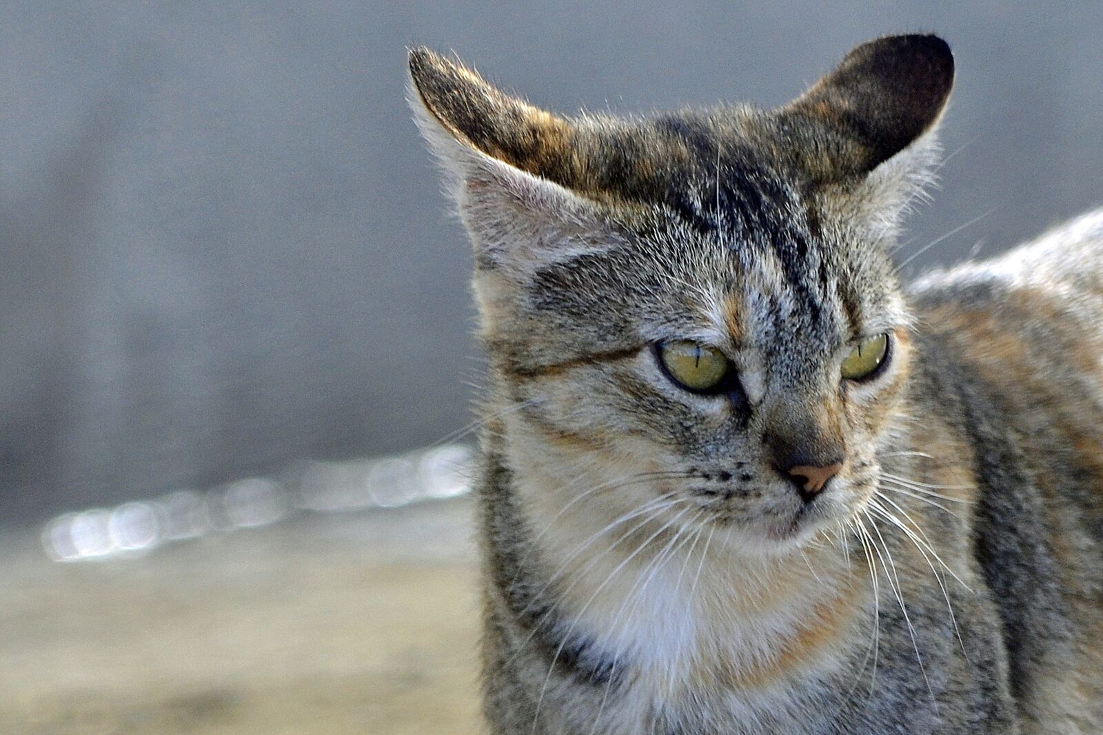 Nikon D3100 sample photo. Cat, mackerel, tiger cat photography