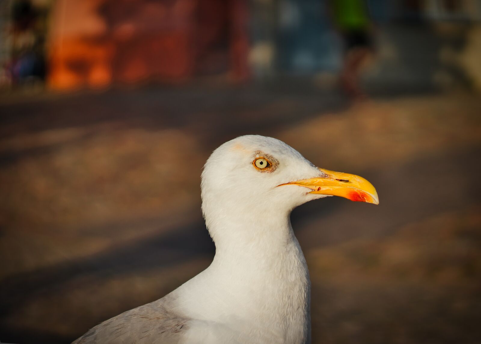 Canon EOS 200D (EOS Rebel SL2 / EOS Kiss X9) + Canon EF 50mm F1.8 STM sample photo. Seagull, portrait, sea birds photography