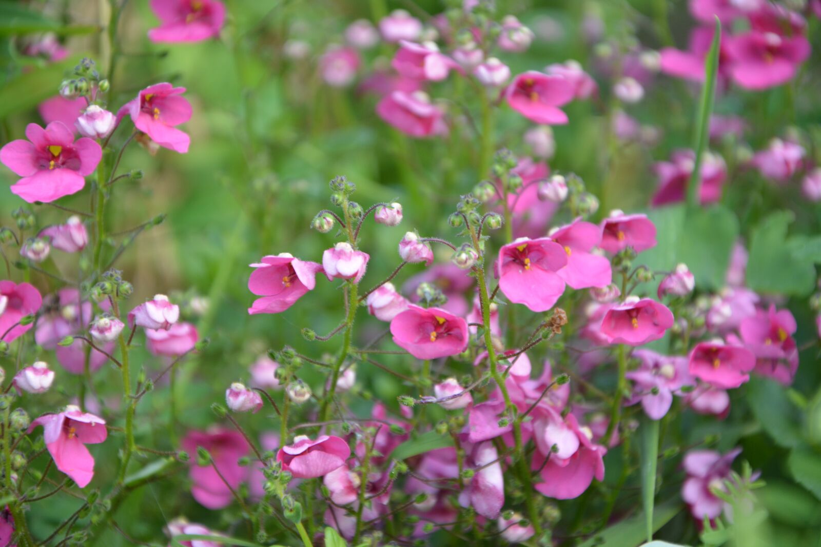 Nikon D5200 sample photo. Small flowers, roses, blossomed photography