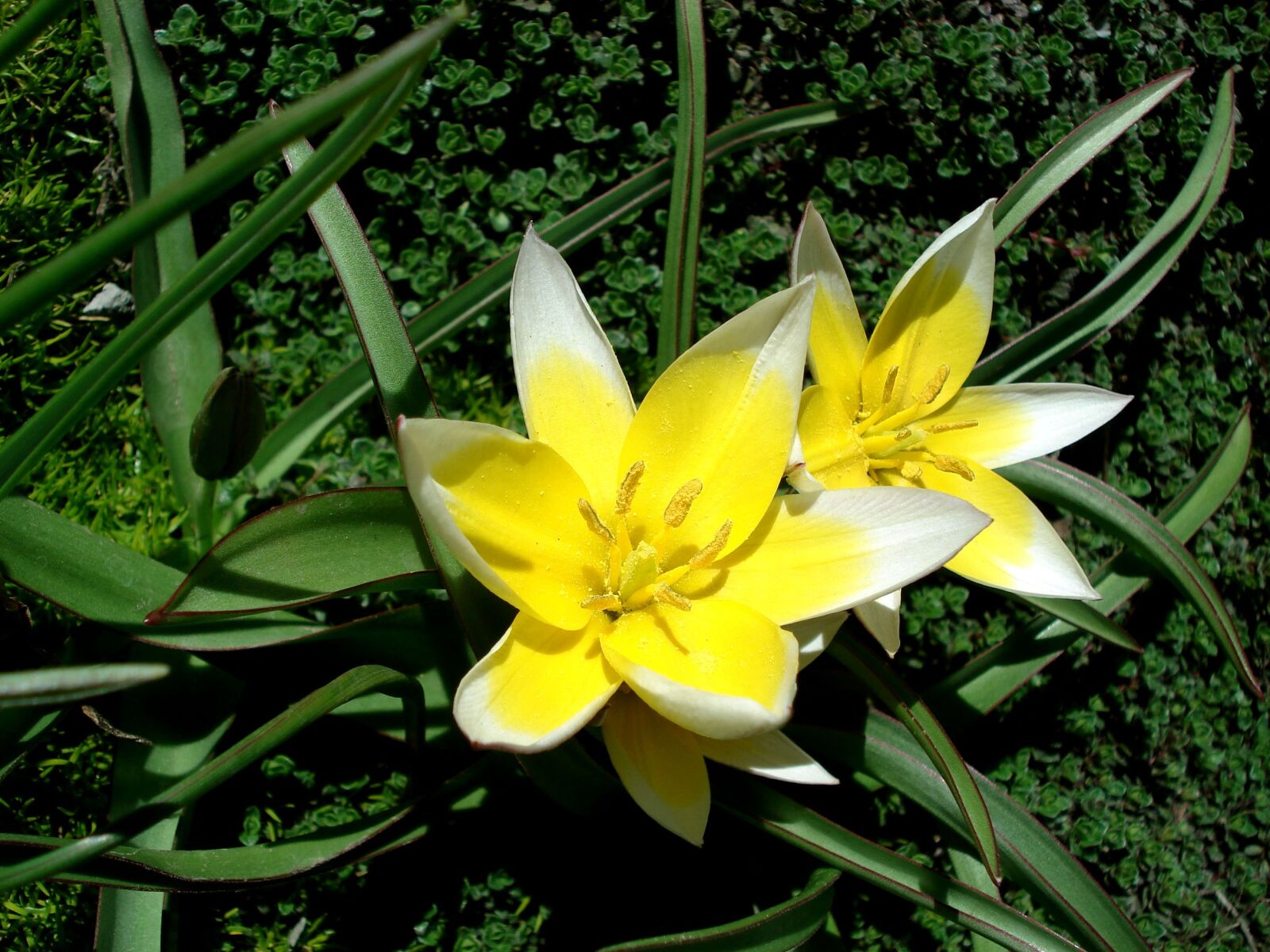 Sony DSC-W30 sample photo. Tulip, spring flower, yellow photography
