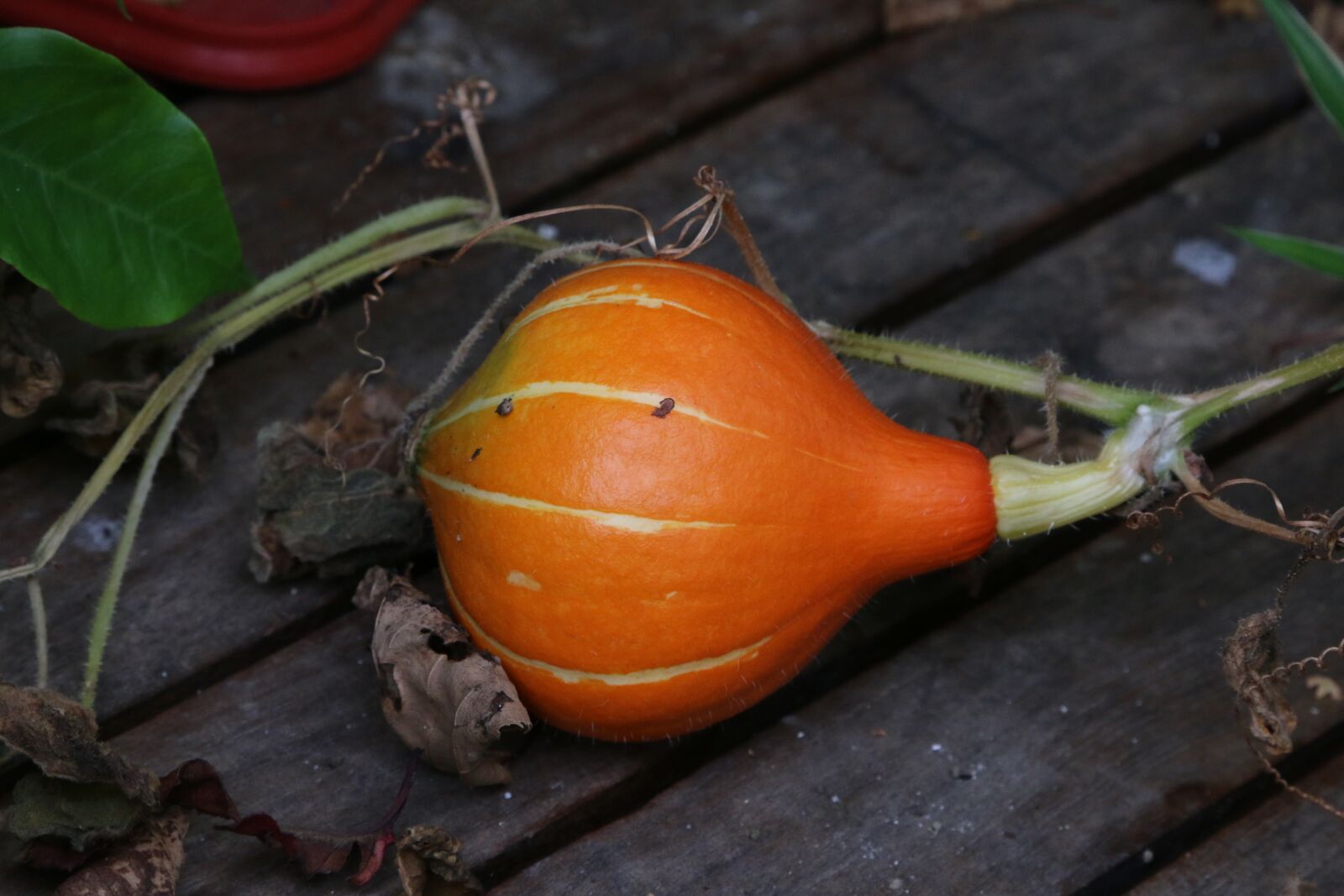 Canon EOS 70D + Canon EF 24-105mm F4L IS USM sample photo. Pumpkin, vegetable, fall photography
