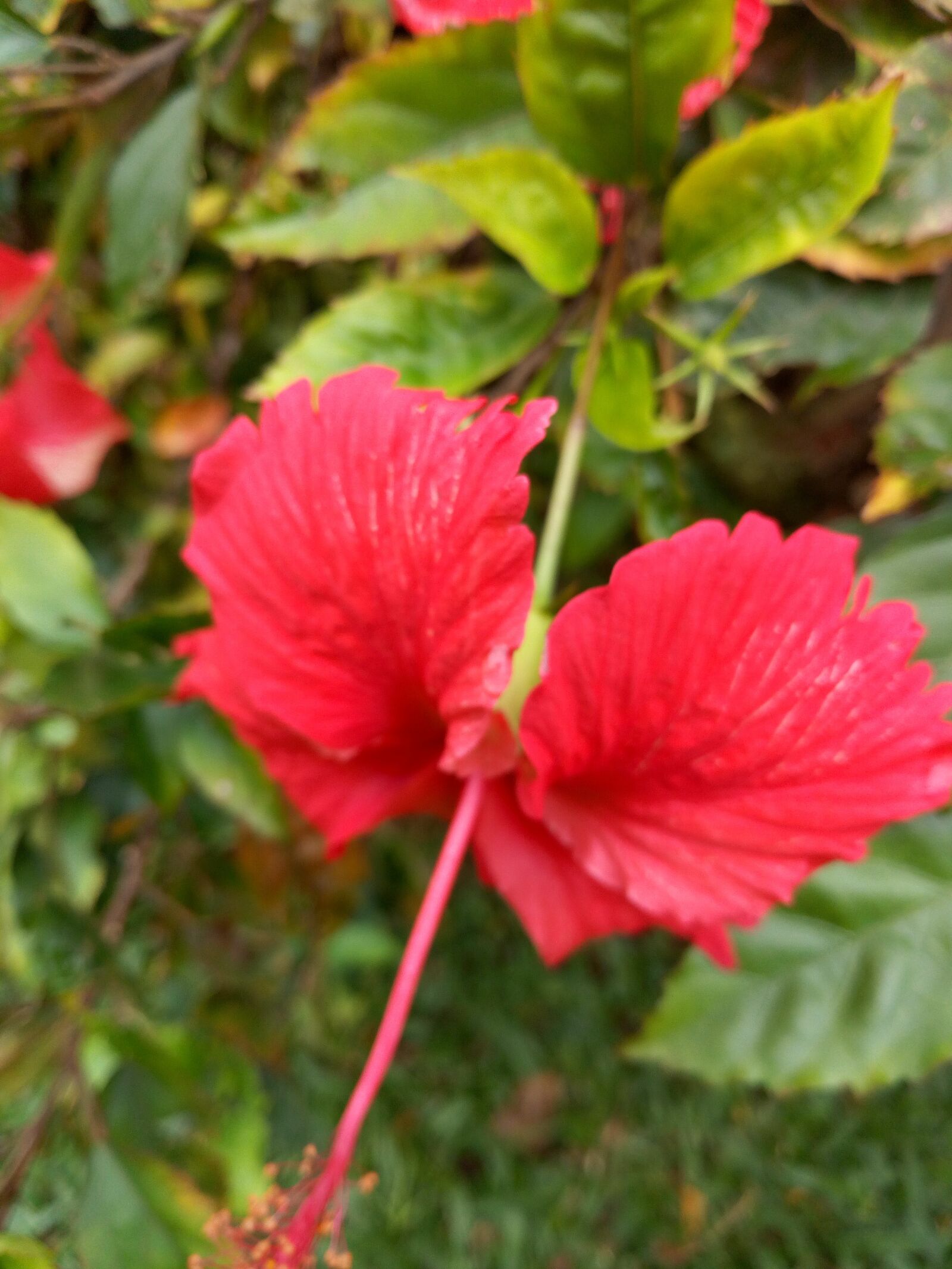Infinix NOTE 4 Pro sample photo. Flower, red, roses photography