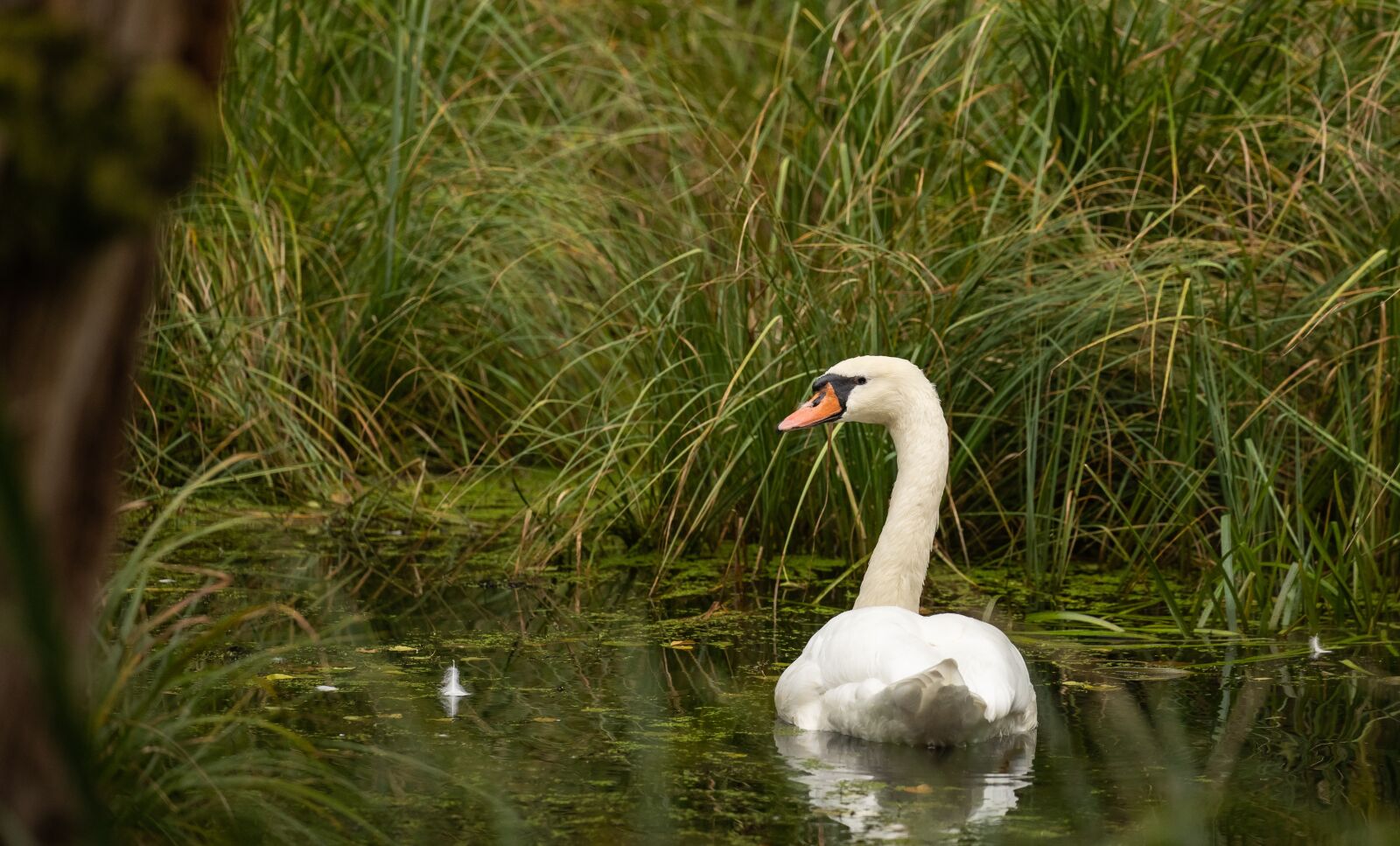 Canon EOS R6 sample photo. "Swan, swamp, nature" photography