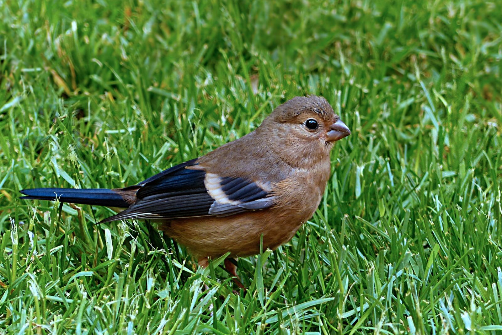 Panasonic Lumix DMC-FZ200 sample photo. Bird, bullfinch, pyrrhula photography