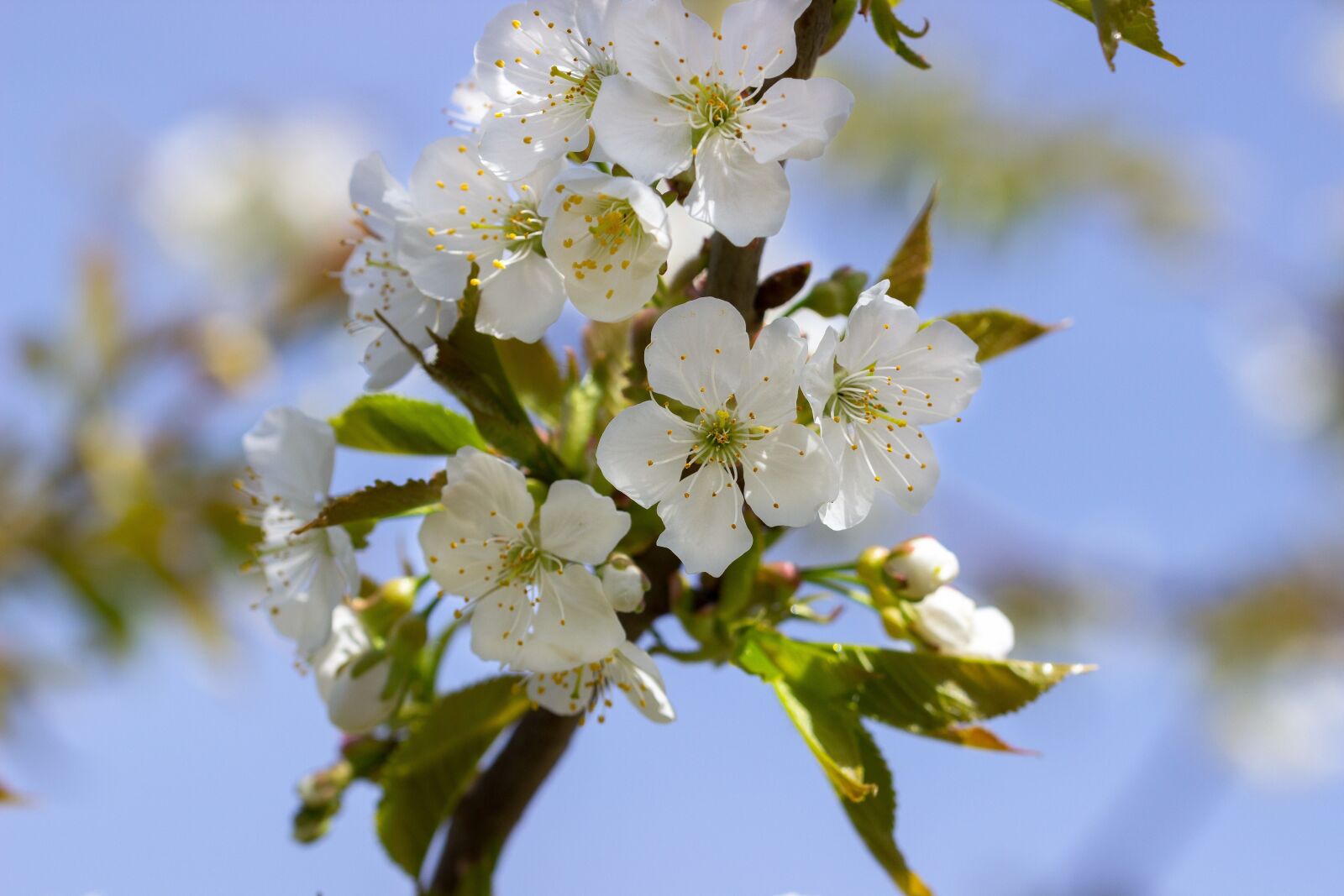 Canon EOS 600D (Rebel EOS T3i / EOS Kiss X5) sample photo. Flower, blossom, bloom photography