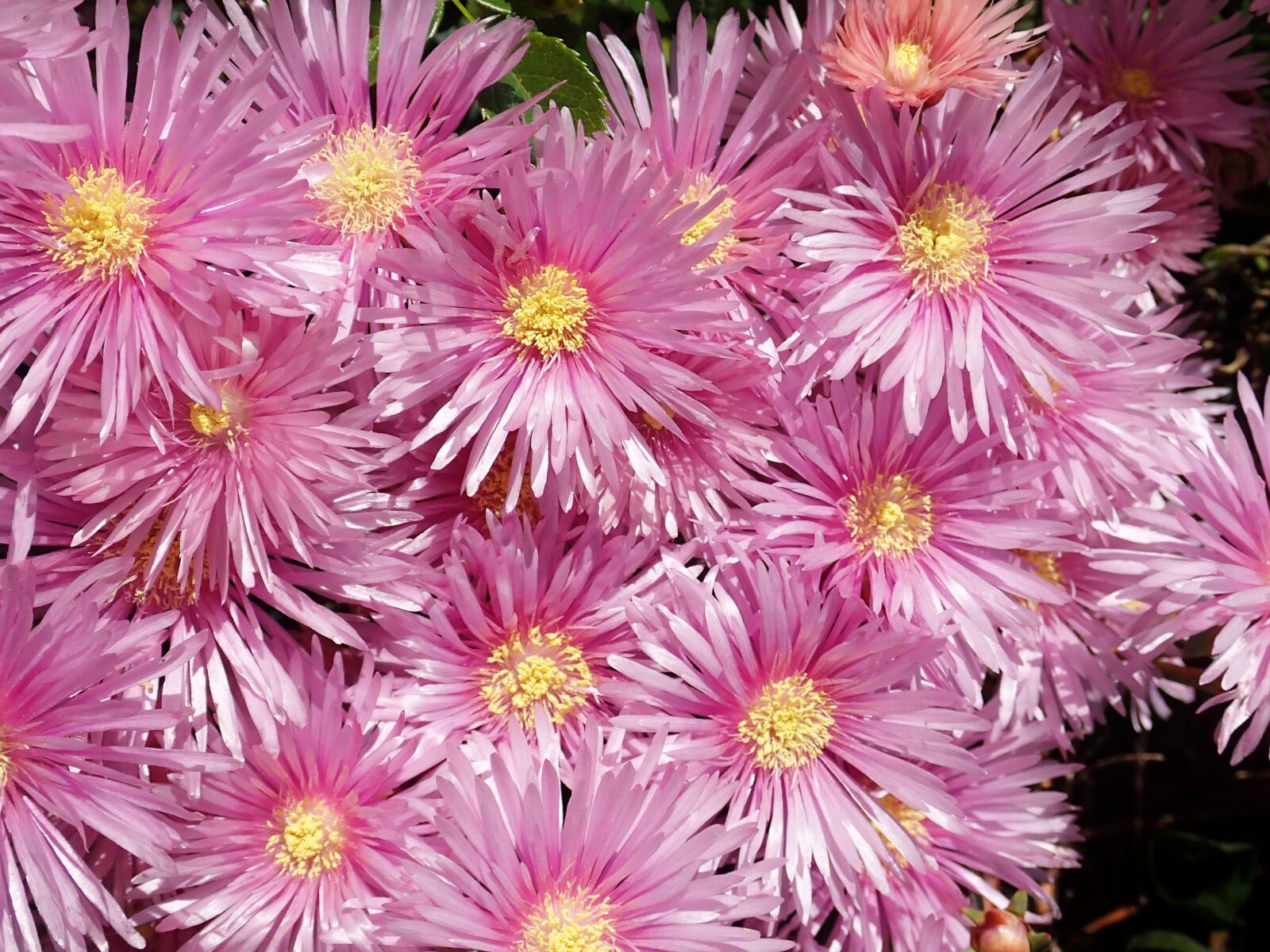 Olympus TG-5 sample photo. Flowers, pink, summer photography