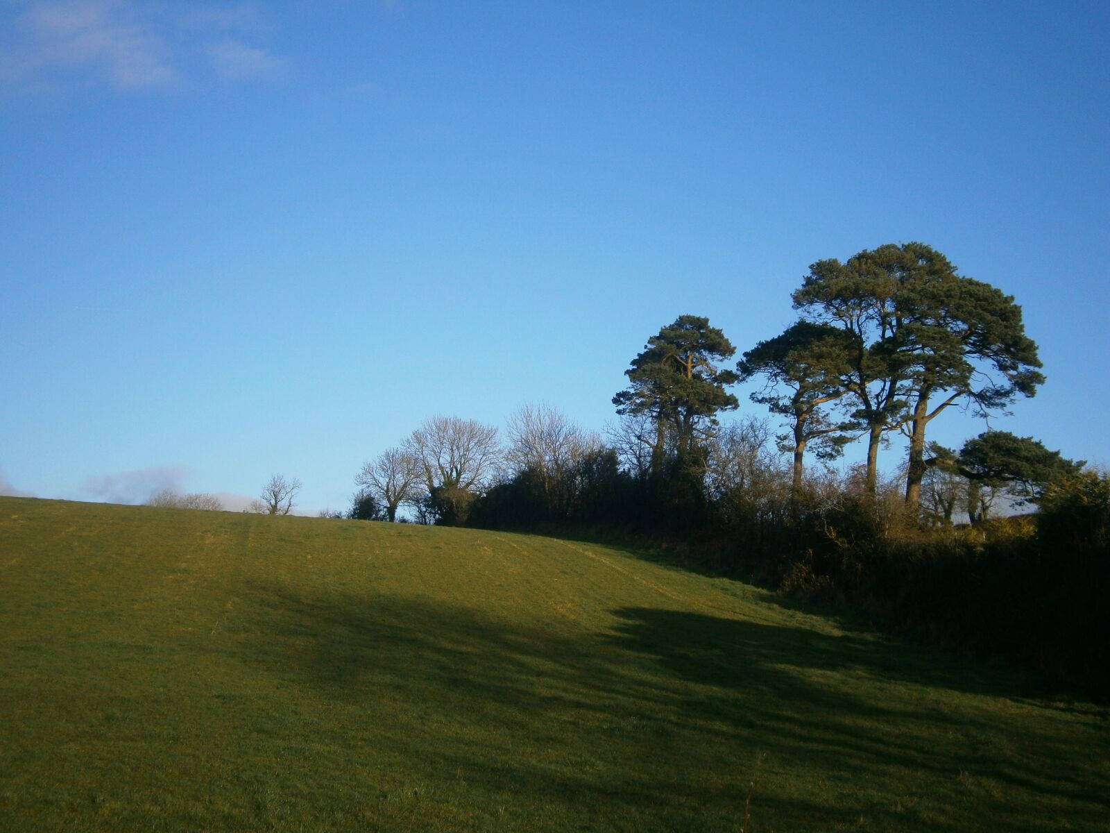 Olympus VG120,D705 sample photo. Trees, scenery, nature photography
