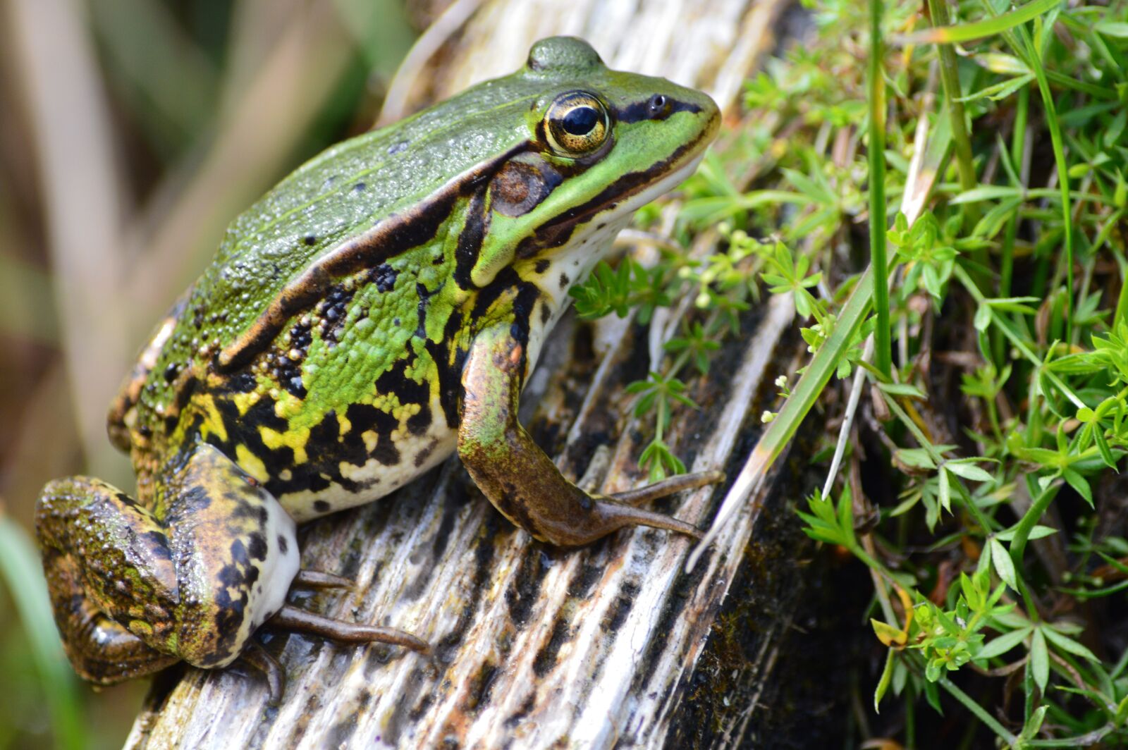 Nikon D3200 sample photo. Frog, nature, staircase photography