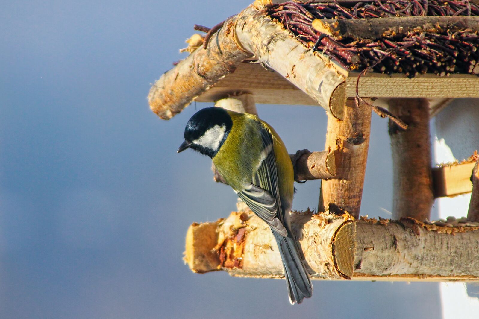 Canon EOS 500D (EOS Rebel T1i / EOS Kiss X3) sample photo. Nature, birds, great tit photography