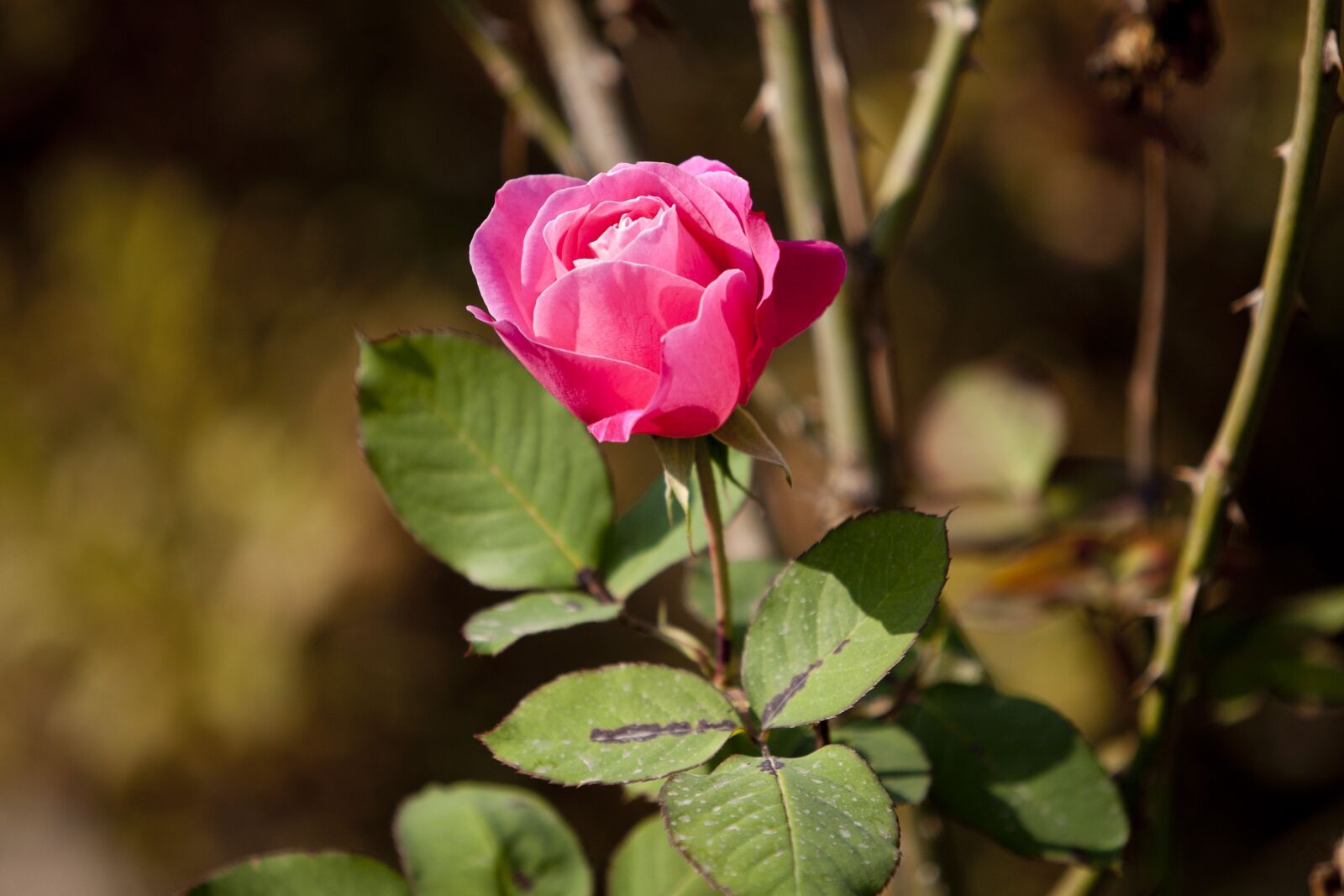 Canon EOS 5D sample photo. Rose, pink, flowers photography