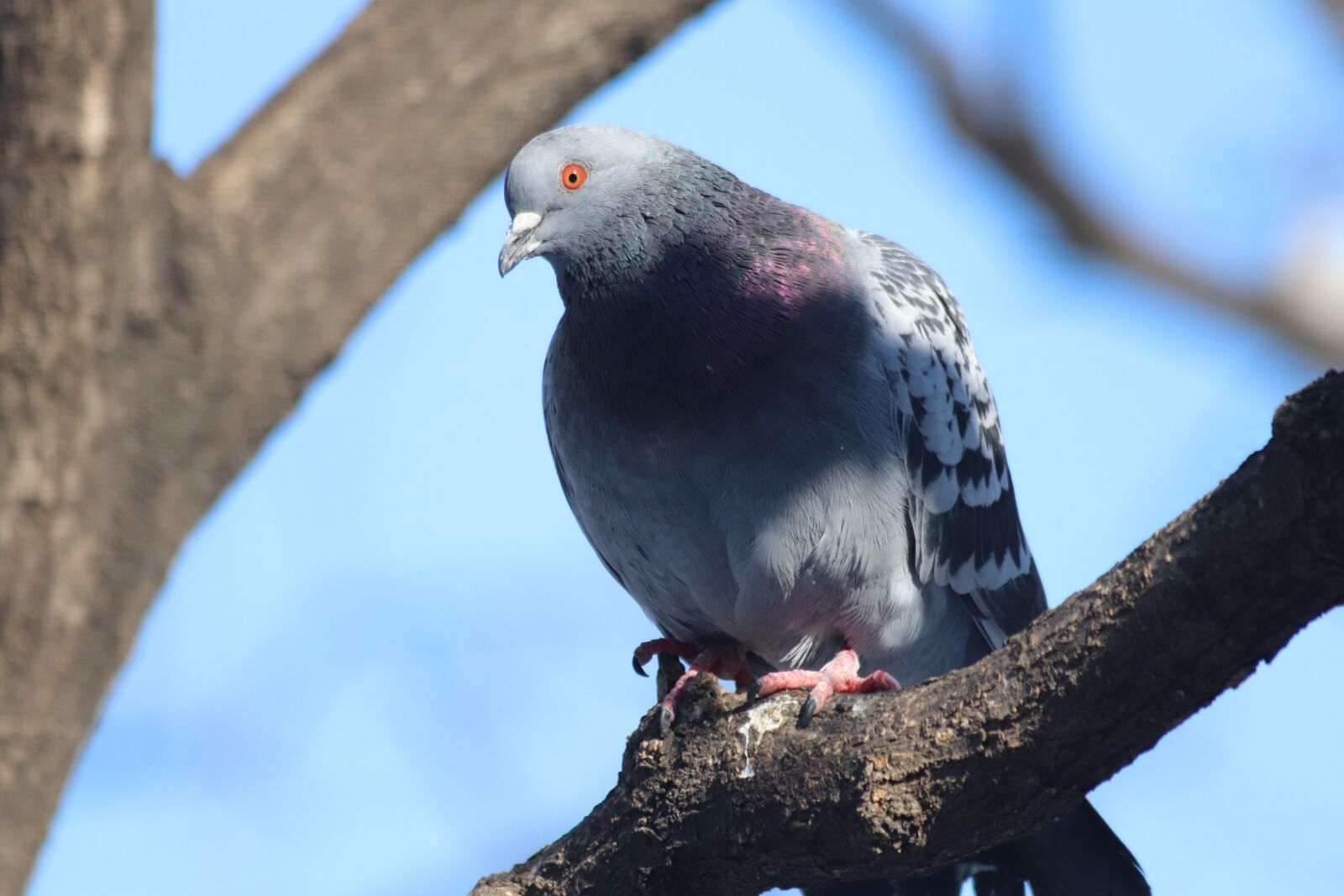 Canon EOS 77D (EOS 9000D / EOS 770D) sample photo. New, nature, wildlife photography