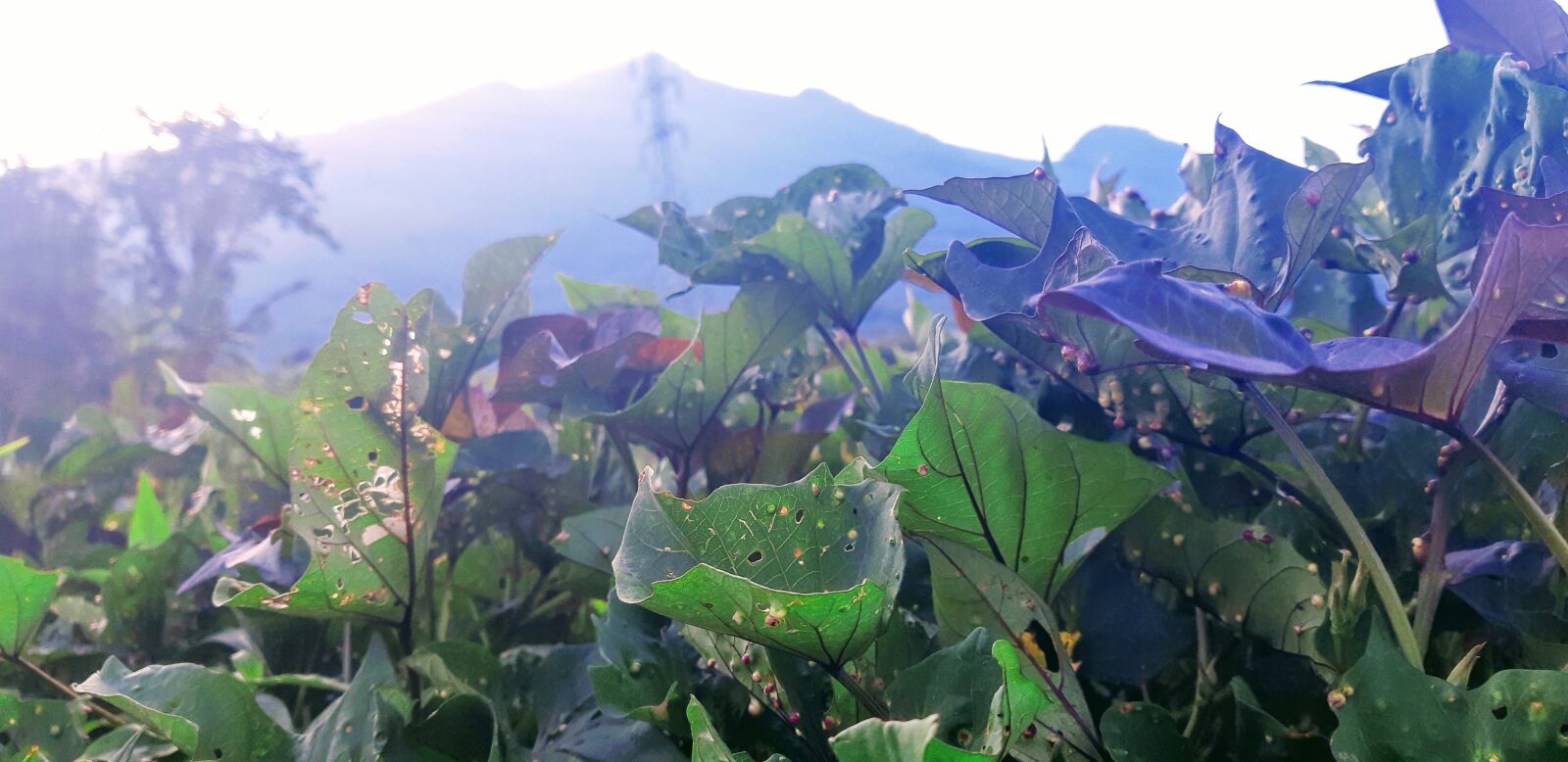 Samsung Galaxy A8(2018) sample photo. Flower, mountain, fresh photography