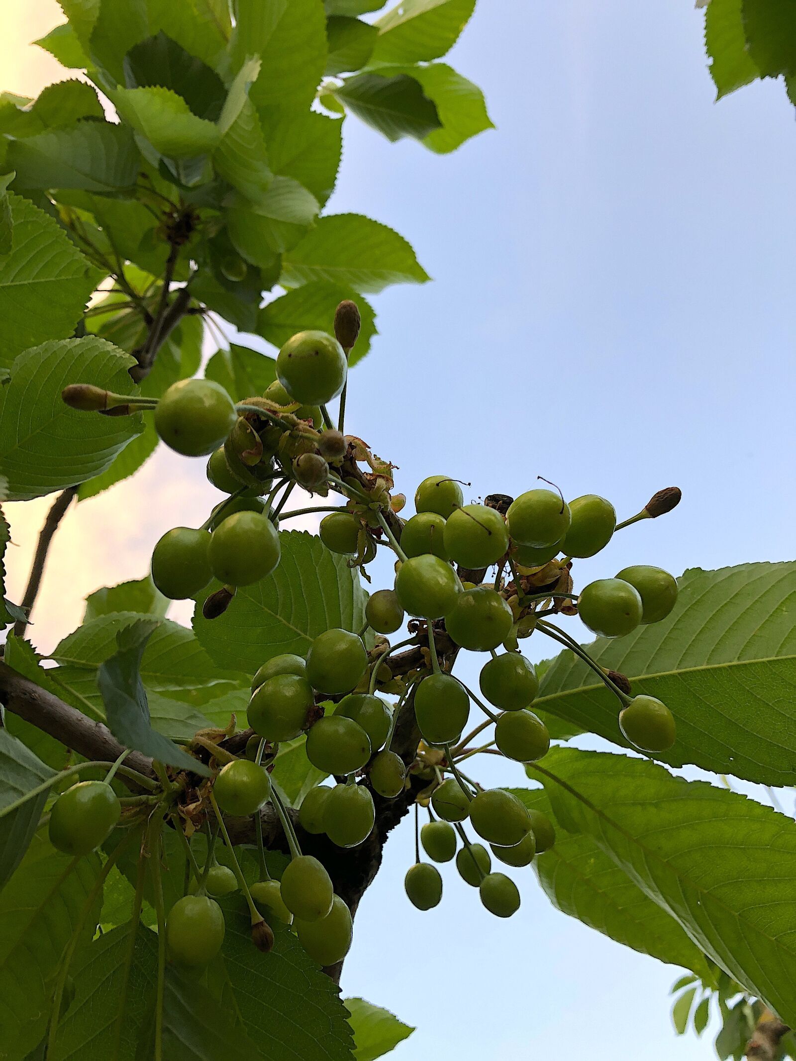 Apple iPhone 8 sample photo. Sweet cherry, fruits, 2018 photography