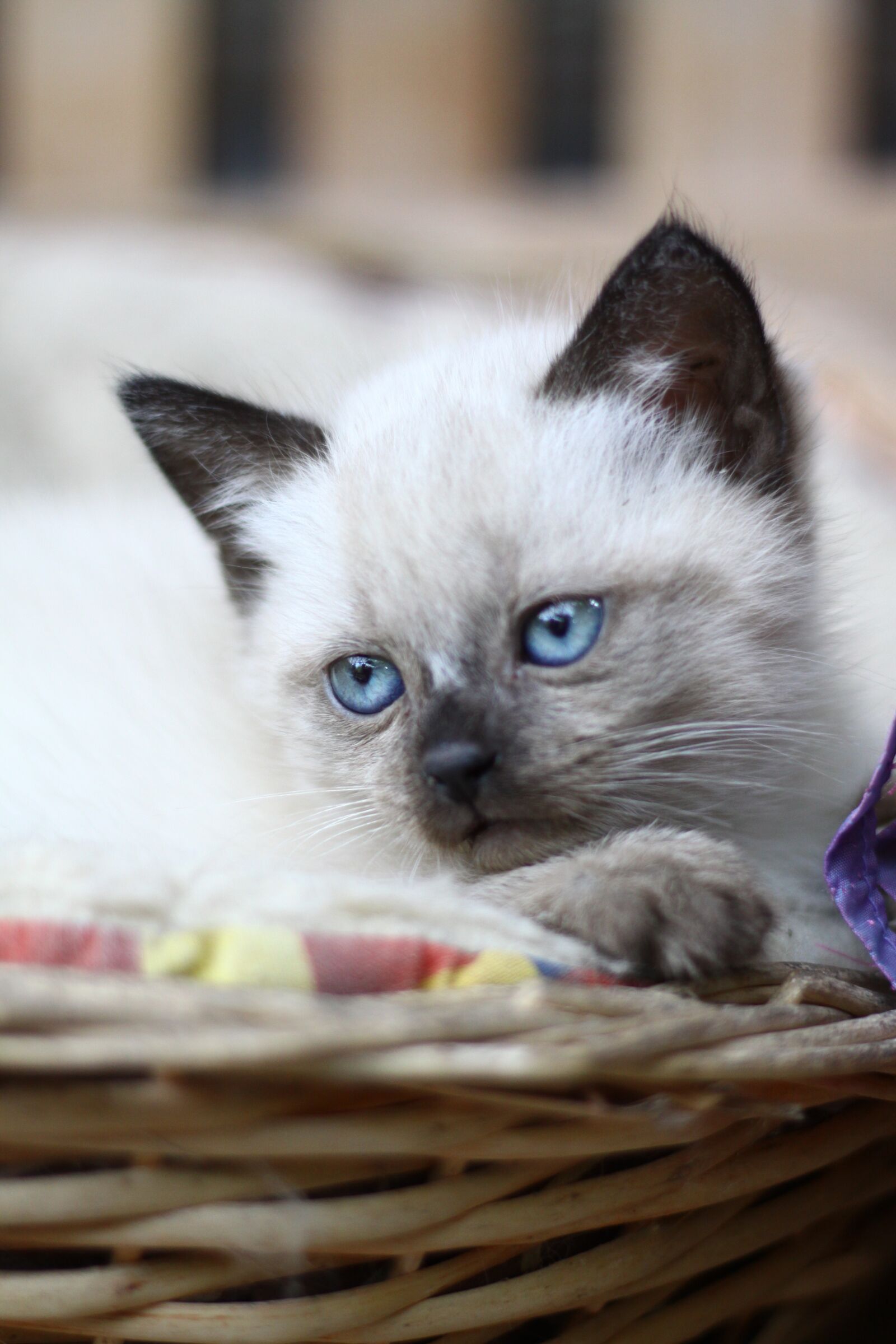 Canon EOS 50D sample photo. Kitten, siamese, animals photography
