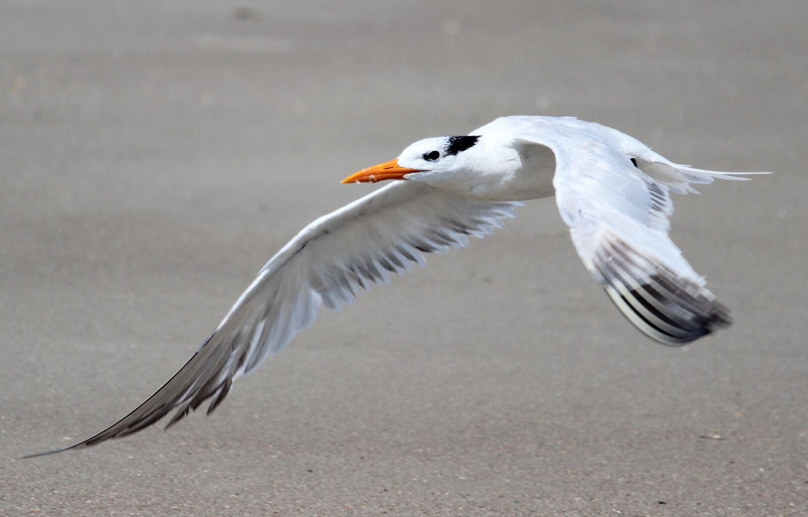 Canon EOS 600D (Rebel EOS T3i / EOS Kiss X5) sample photo. Bird, seagull, beach photography