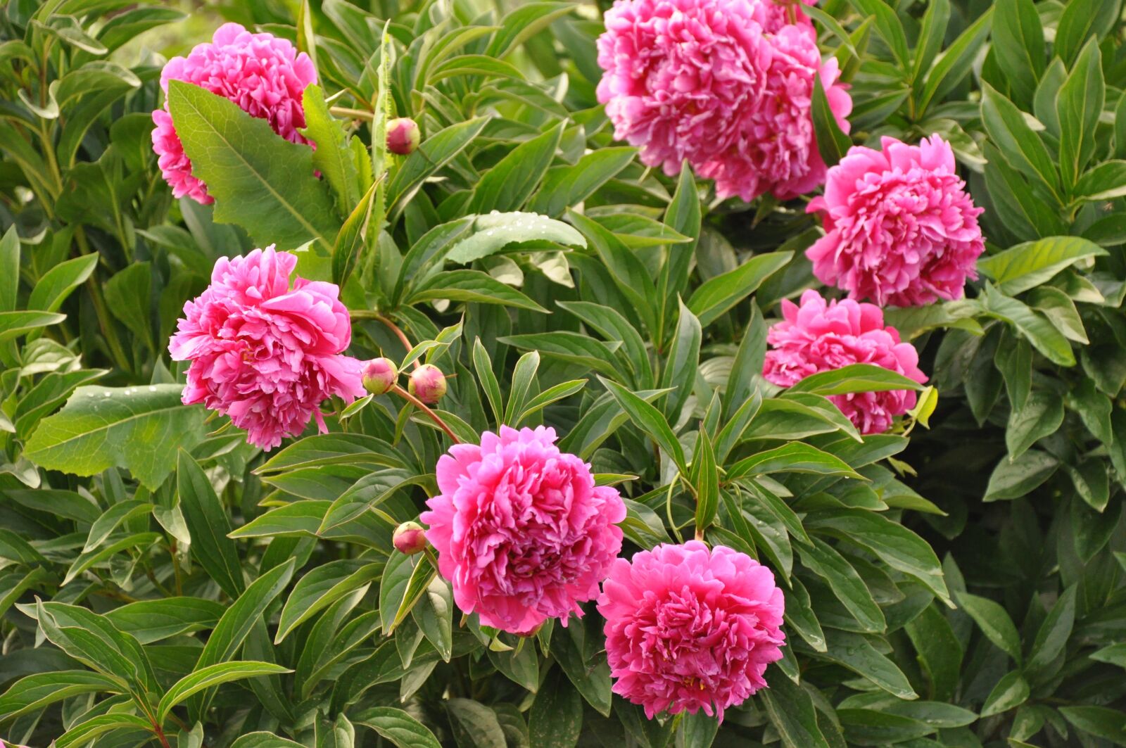 Nikon D90 sample photo. Peonies, peony, bush photography