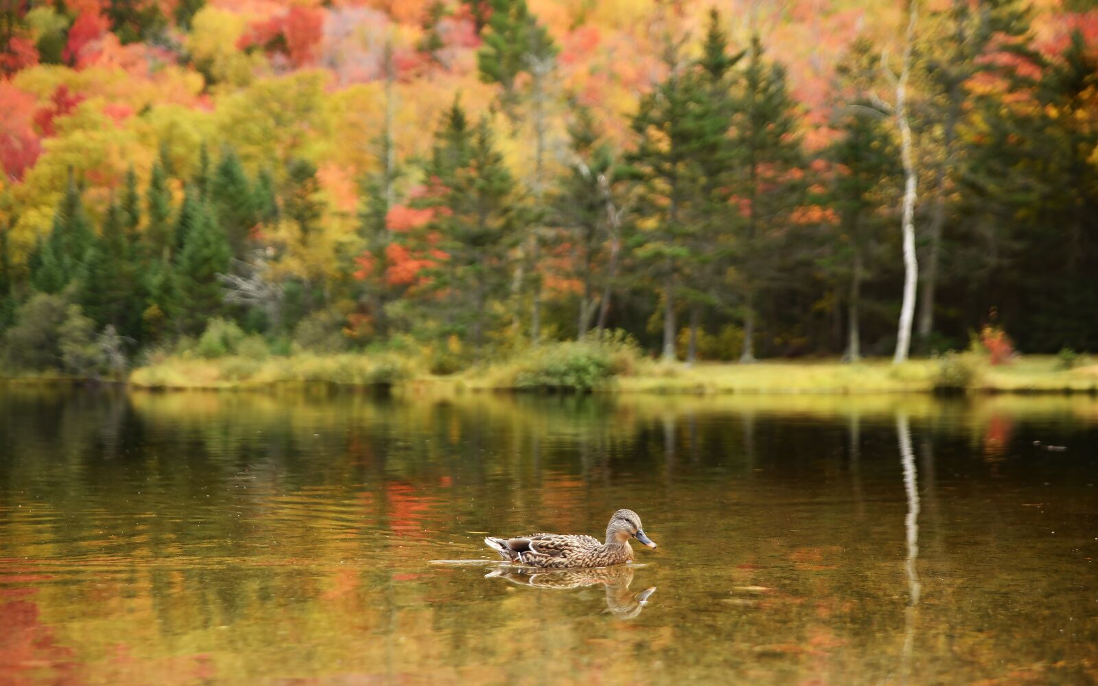 Nikon D750 sample photo. Lake, duck, water photography
