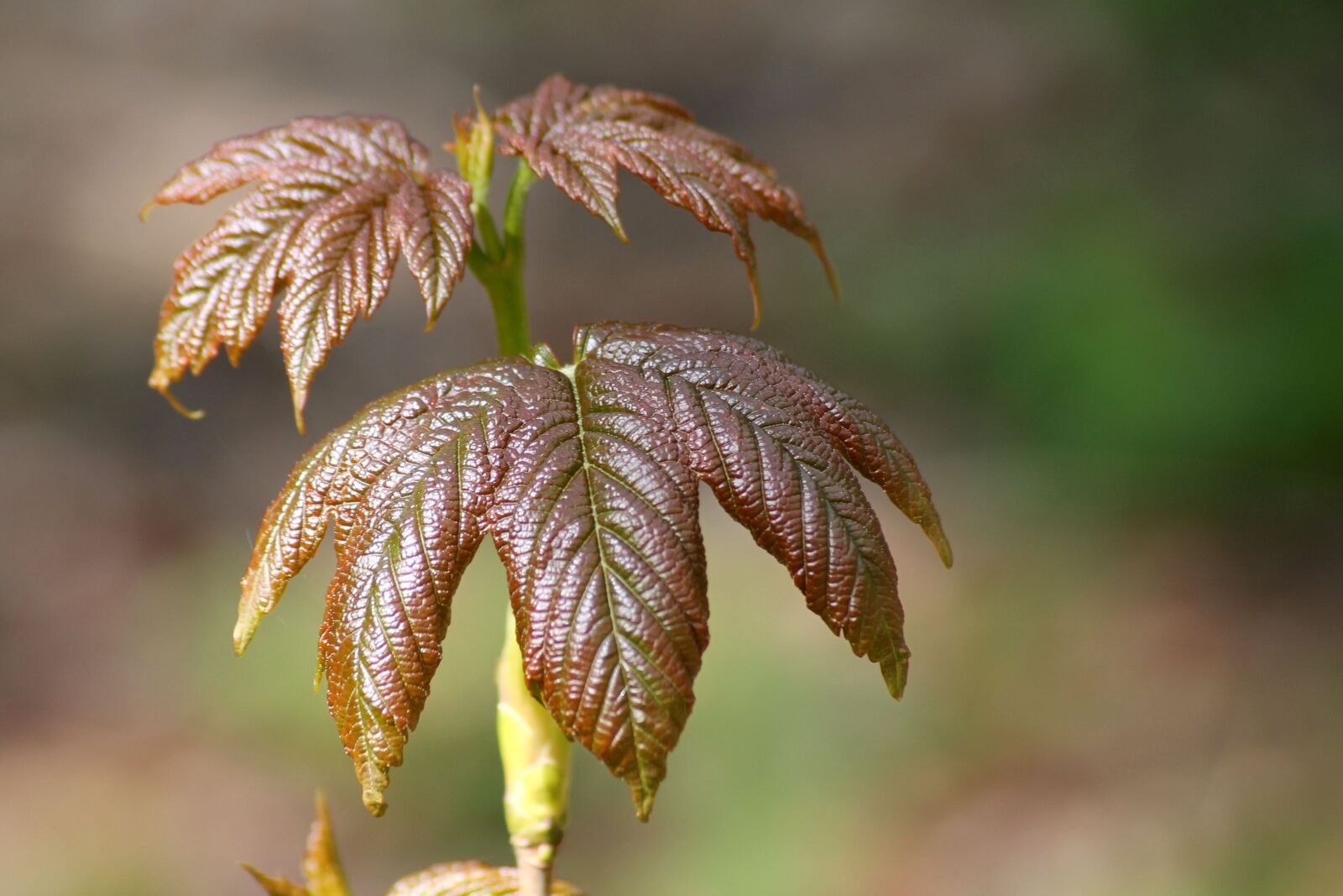 Canon EOS 1100D (EOS Rebel T3 / EOS Kiss X50) sample photo. Leaf, tree, spring photography