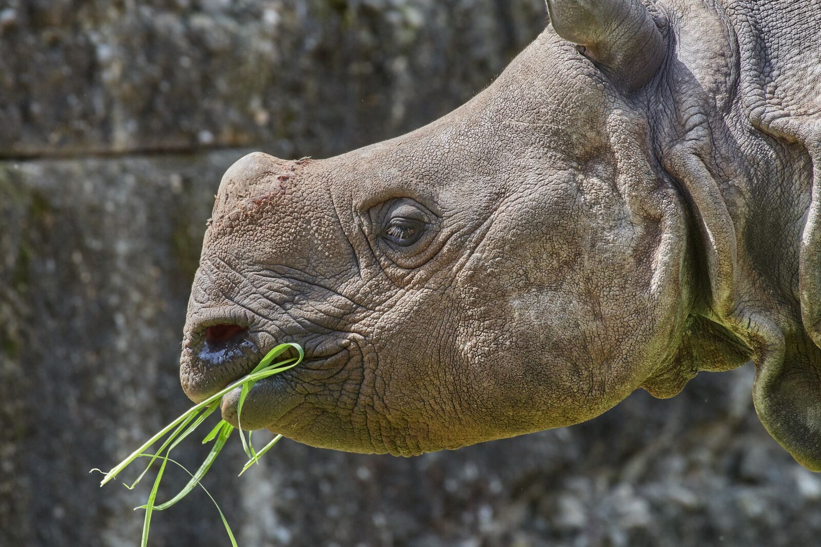 Nikon AF-S Nikkor 200-500mm F5.6E ED VR sample photo. Rhino, nature, animal photography