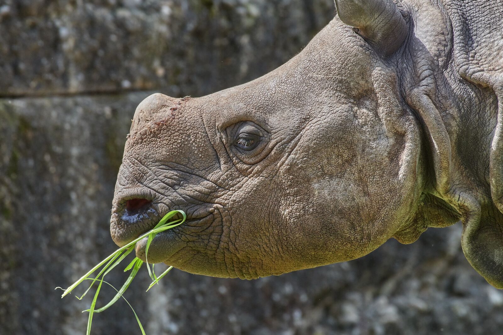 Nikon D500 + Nikon AF-S Nikkor 200-500mm F5.6E ED VR sample photo. Rhino, nature, animal photography