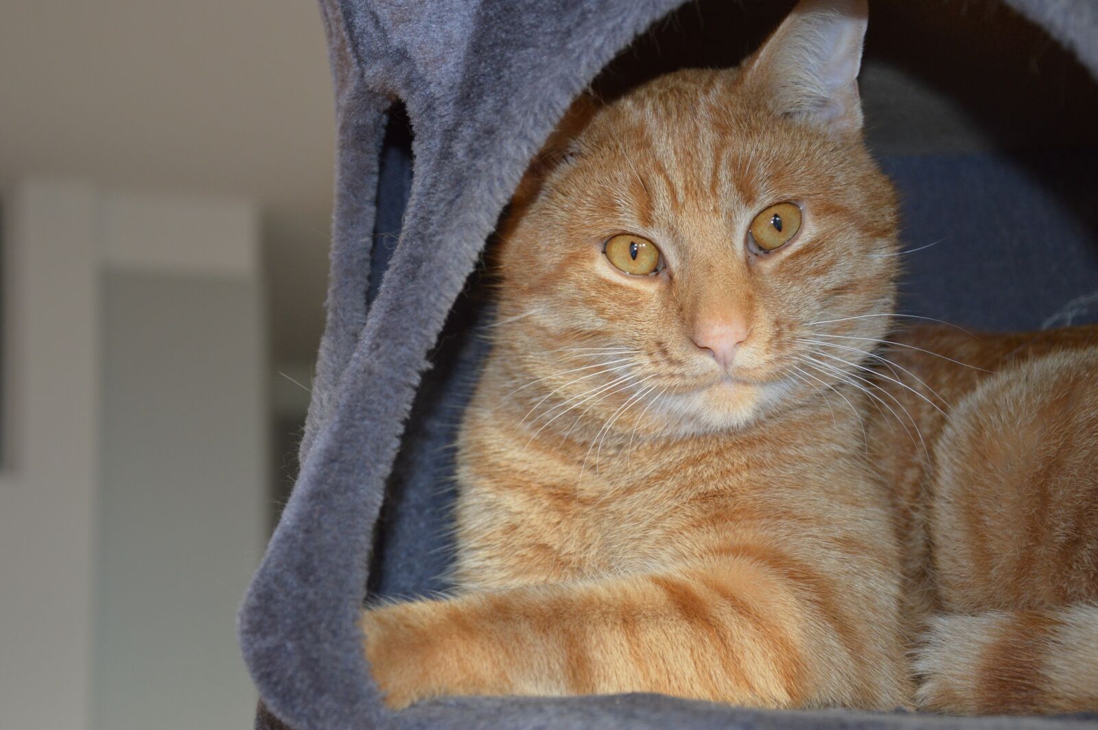 Nikon D3200 sample photo. Kitten, red cat, cat photography