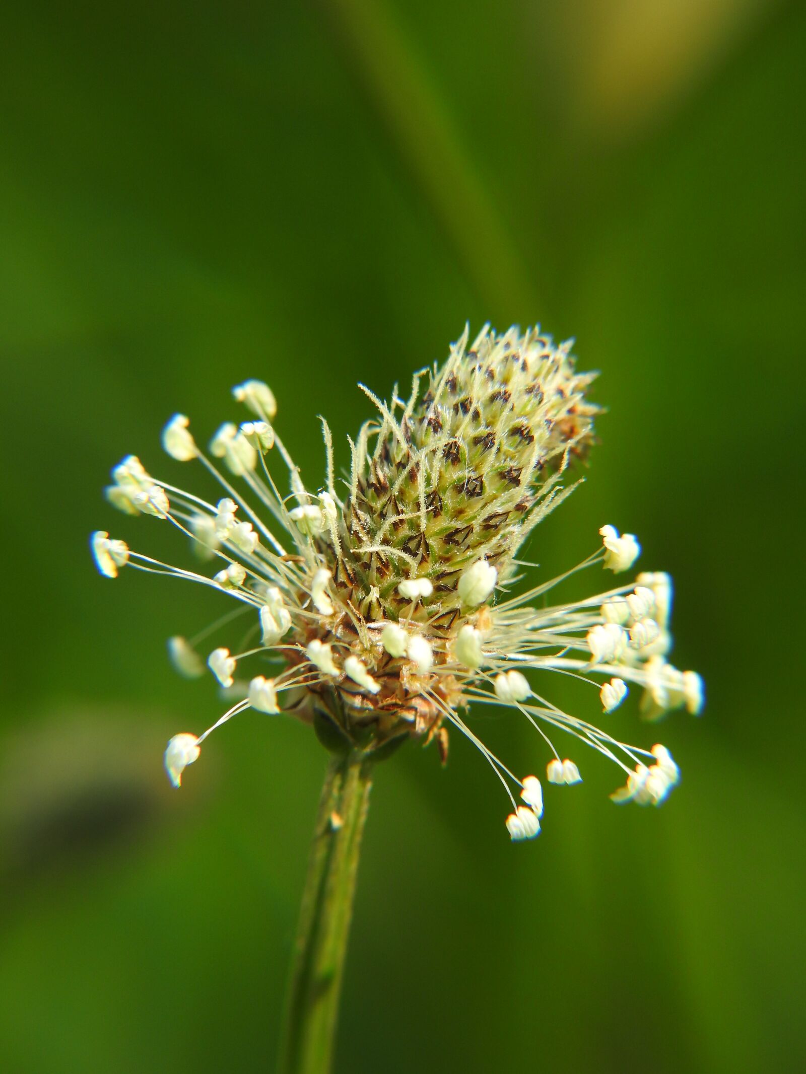 Nikon Coolpix P900 sample photo. Clover, flower, meadow photography