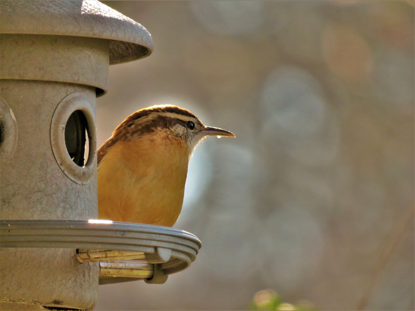 Canon PowerShot SX60 HS sample photo. Bird, nature, outdoors photography