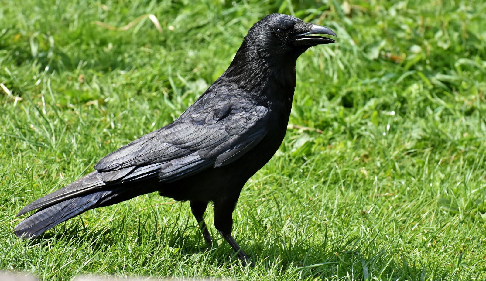 Nikon D7200 sample photo. Crow, raven bird, raven photography