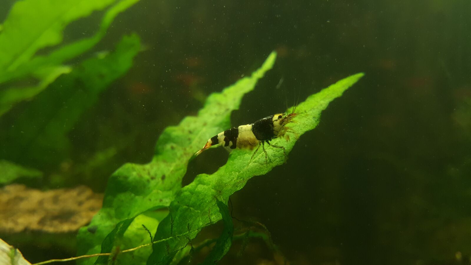Samsung Galaxy S6 sample photo. Aquarium, shrimp, bee shrimp photography