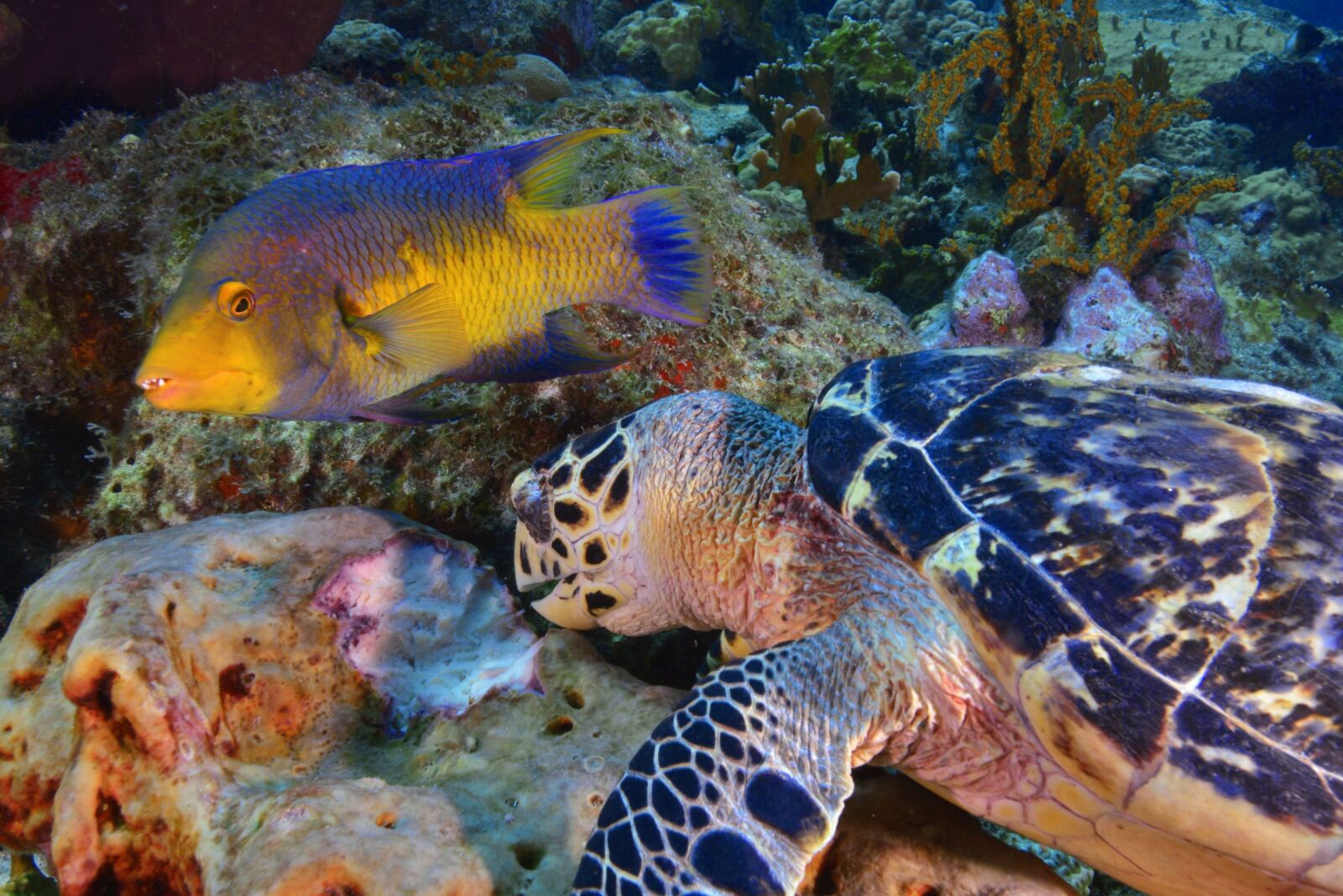 Nikon D800 sample photo. Fish, diving, seabed photography