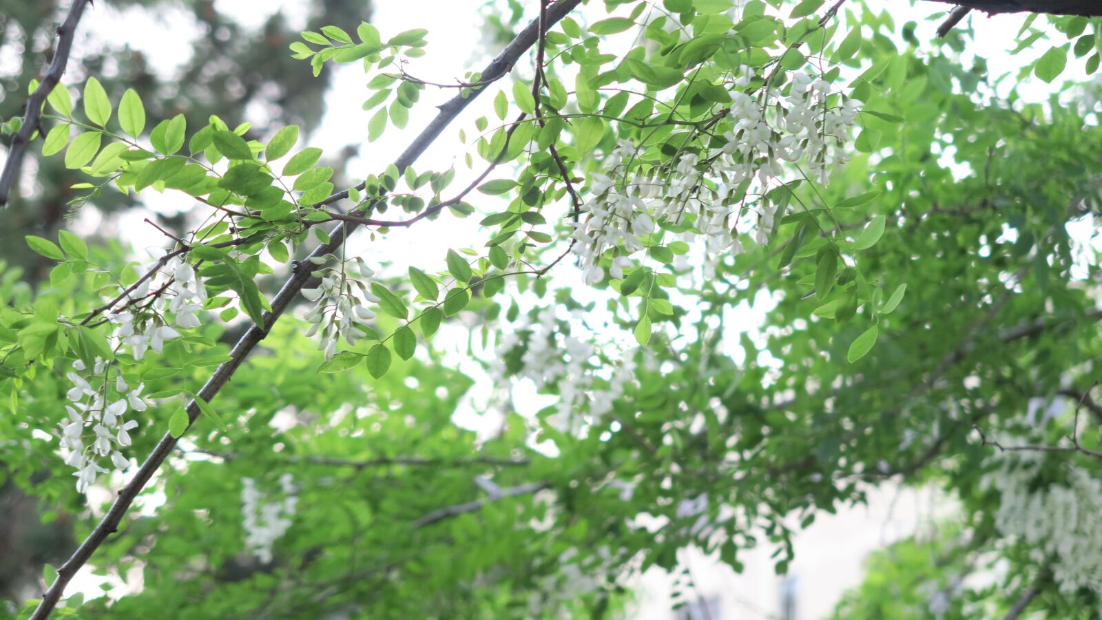 Canon PowerShot G7 X sample photo. Acacia, plant, flower photography