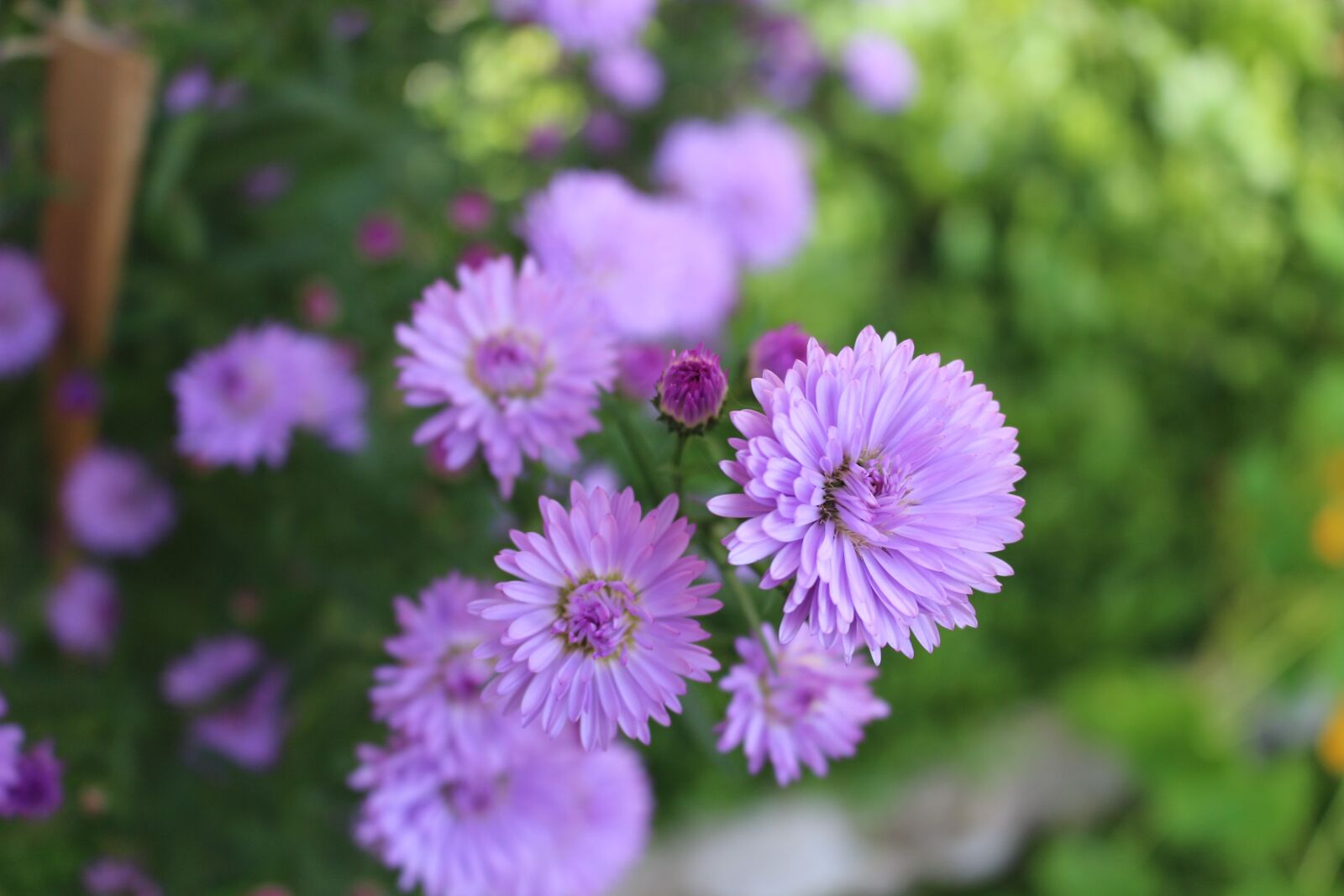 Canon EOS 100D (EOS Rebel SL1 / EOS Kiss X7) sample photo. Flowers, color, nature photography
