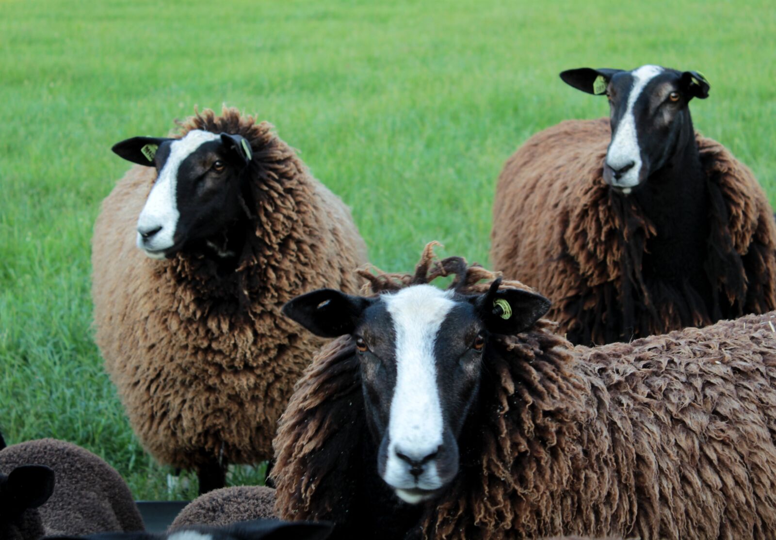 Canon EOS 600D (Rebel EOS T3i / EOS Kiss X5) sample photo. Zwartblesschaap, farm animal, pasture photography