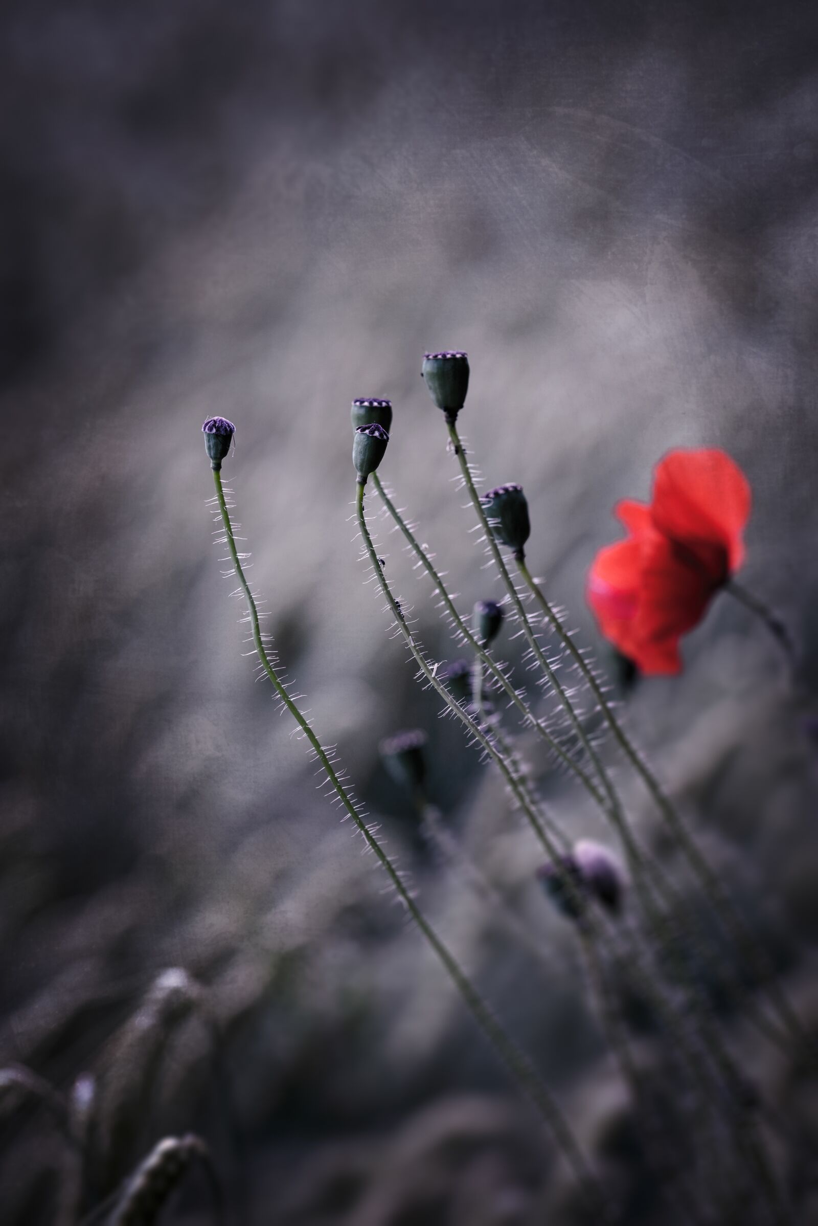 Nikon D750 sample photo. Red poppy, poppy, spring photography