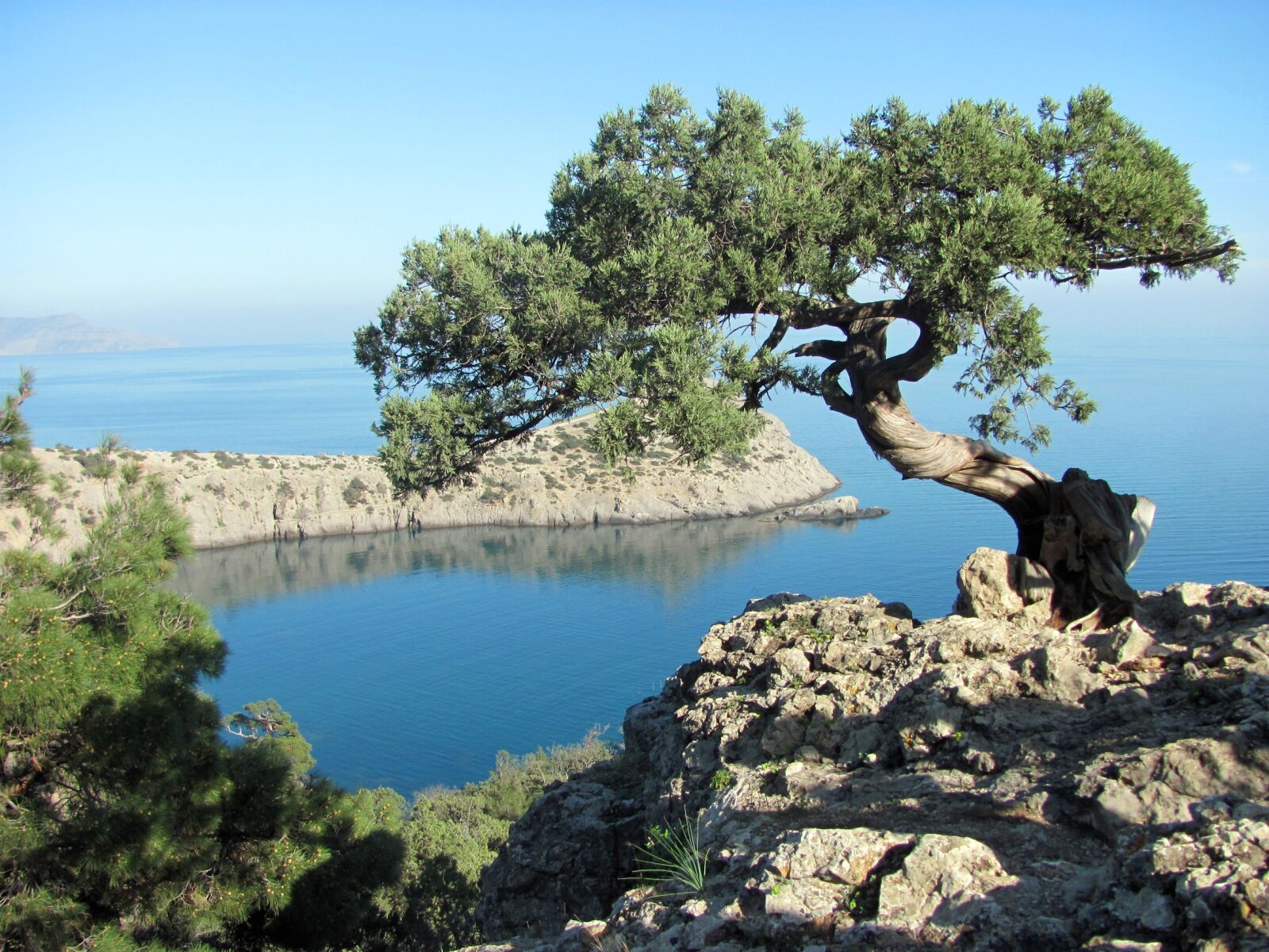 Canon PowerShot SX120 IS sample photo. Crimea, sea, tree photography