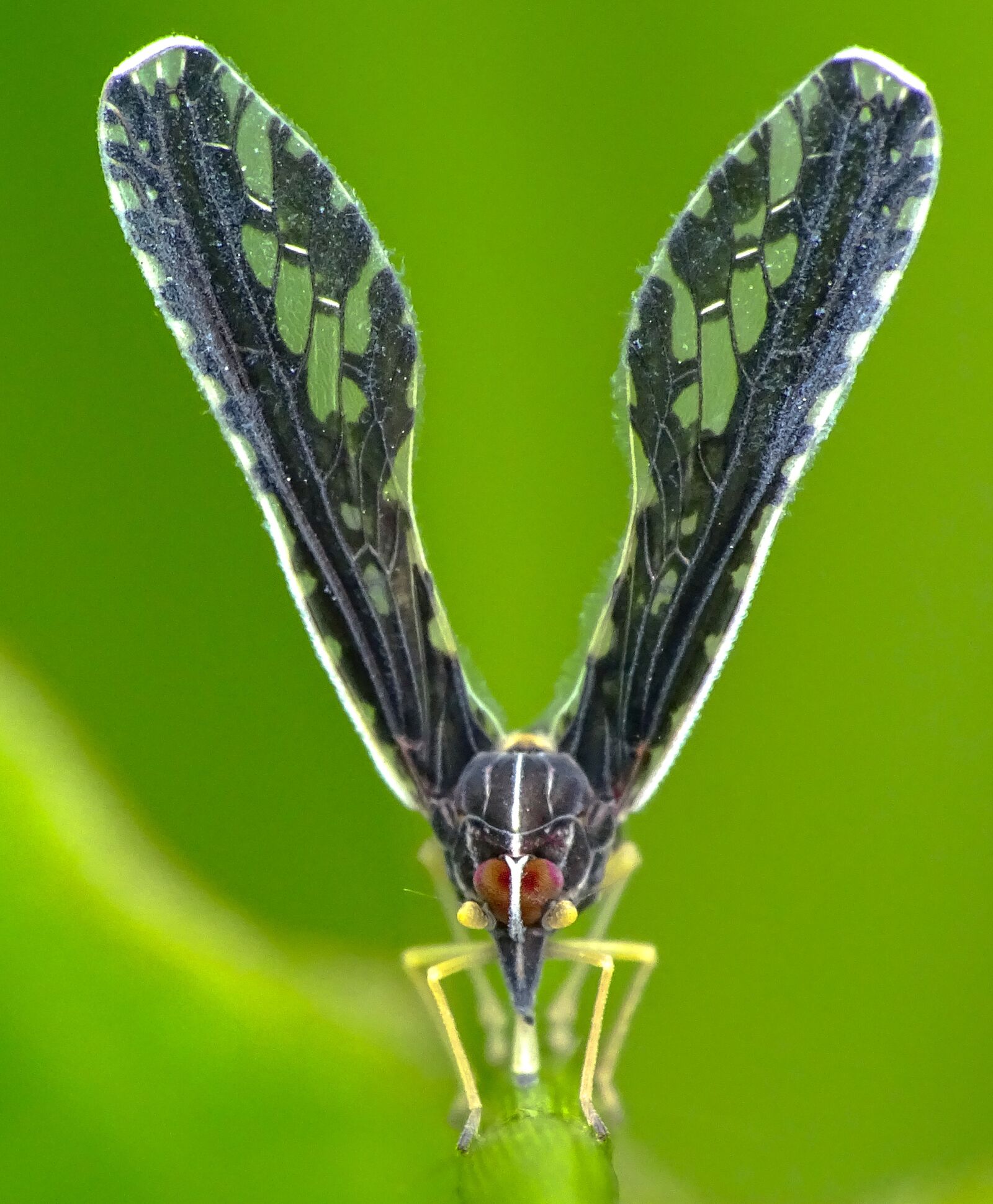 Sony Cyber-shot DSC-HX350 sample photo. Nature, insect, butterfly photography