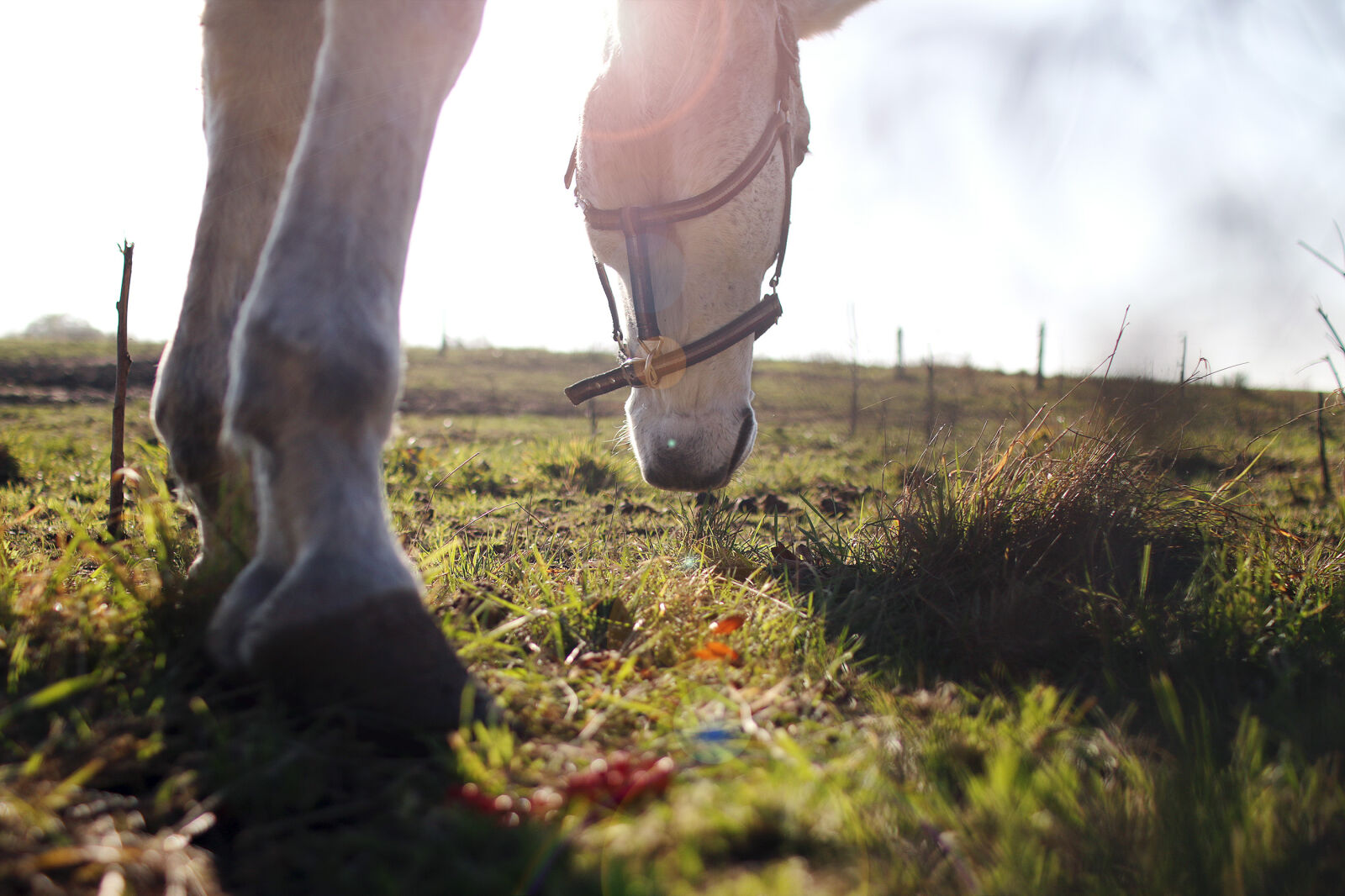 Canon EOS 70D + Sigma 30mm F1.4 EX DC HSM sample photo. Eat, grass, horse photography