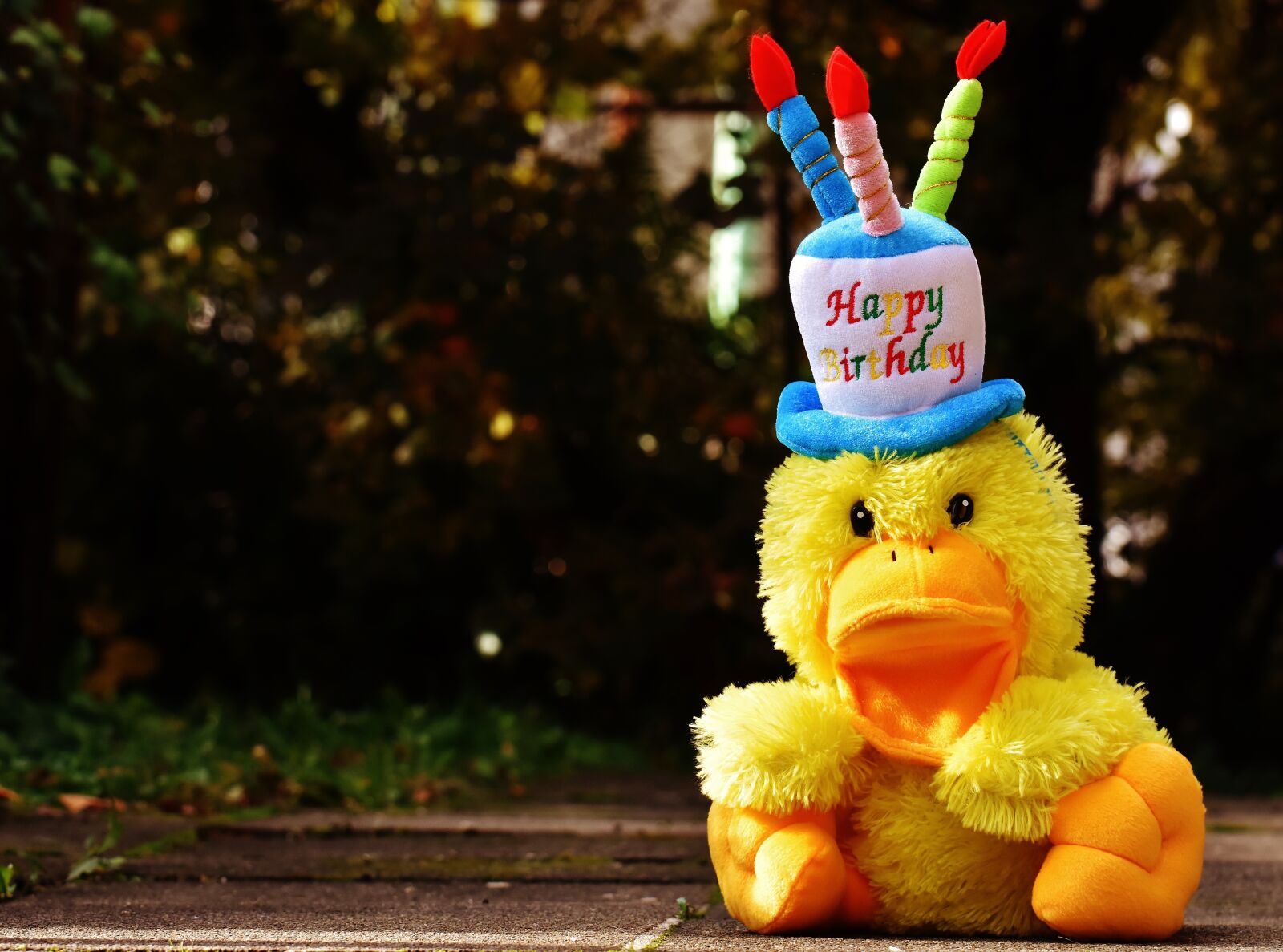 Nikon D7200 sample photo. Birthday, congratulations, duck photography