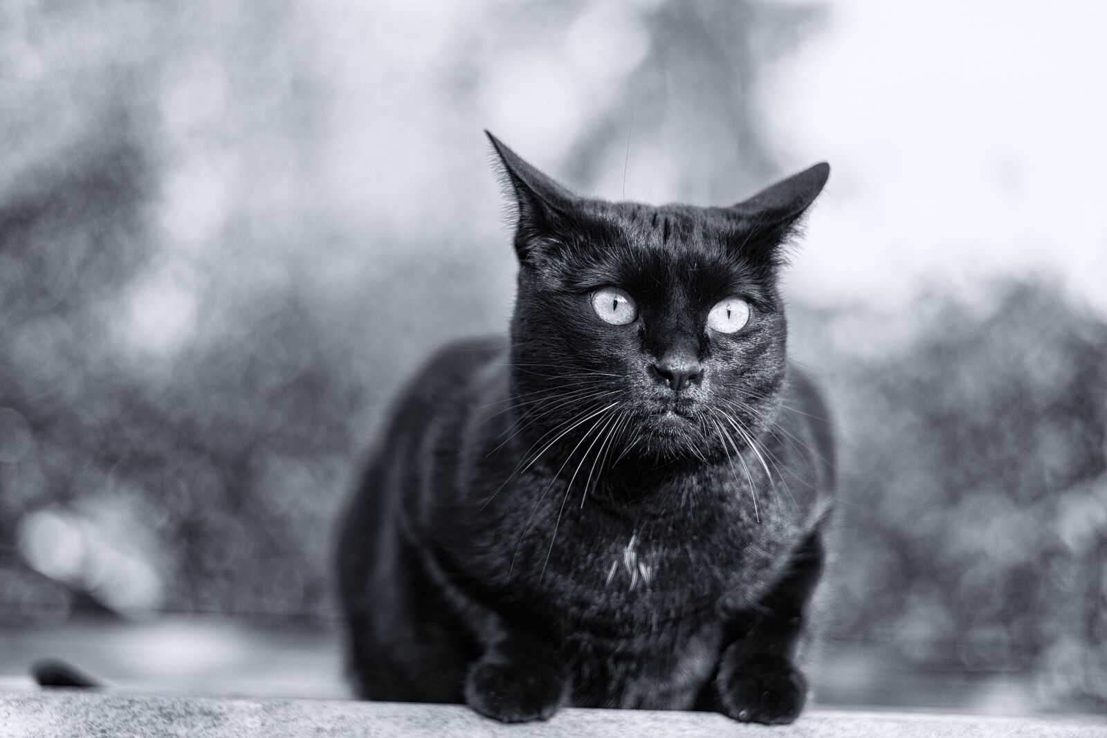 Nikon D500 sample photo. Sw, cat, animal world photography