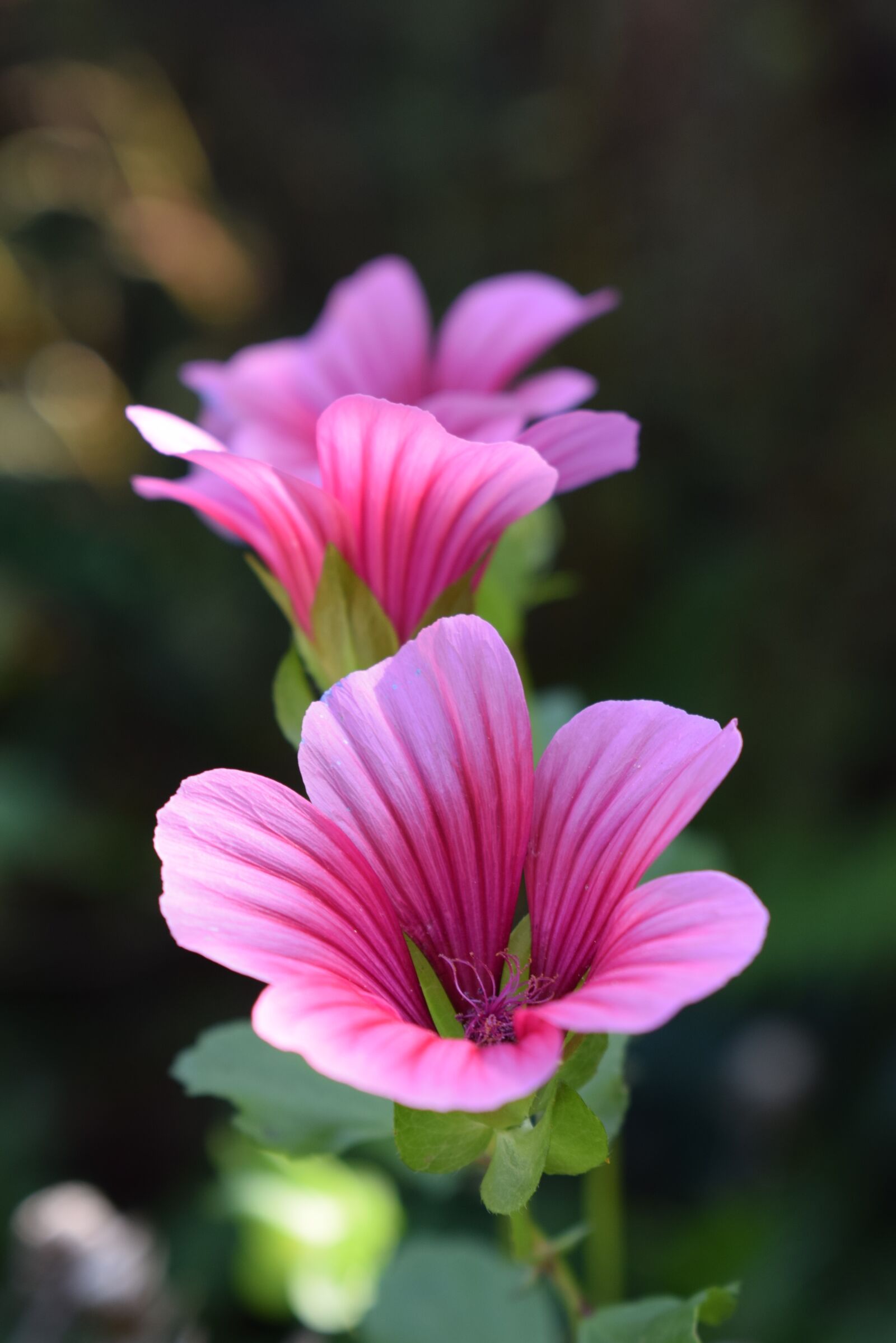 Nikon D5300 sample photo. Mallow, blossom, bloom photography