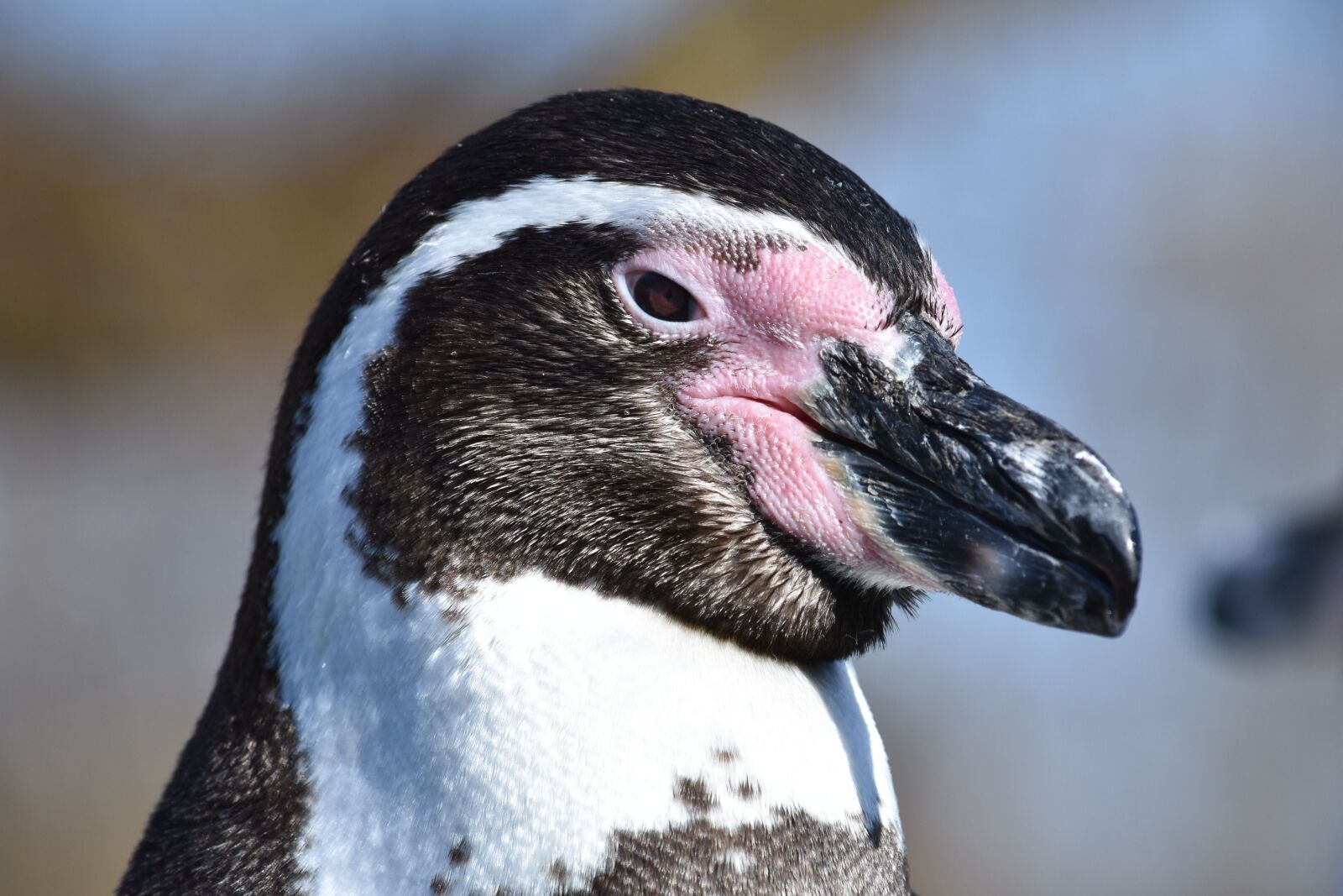 Nikon D7200 sample photo. Penguin, swim, bird photography