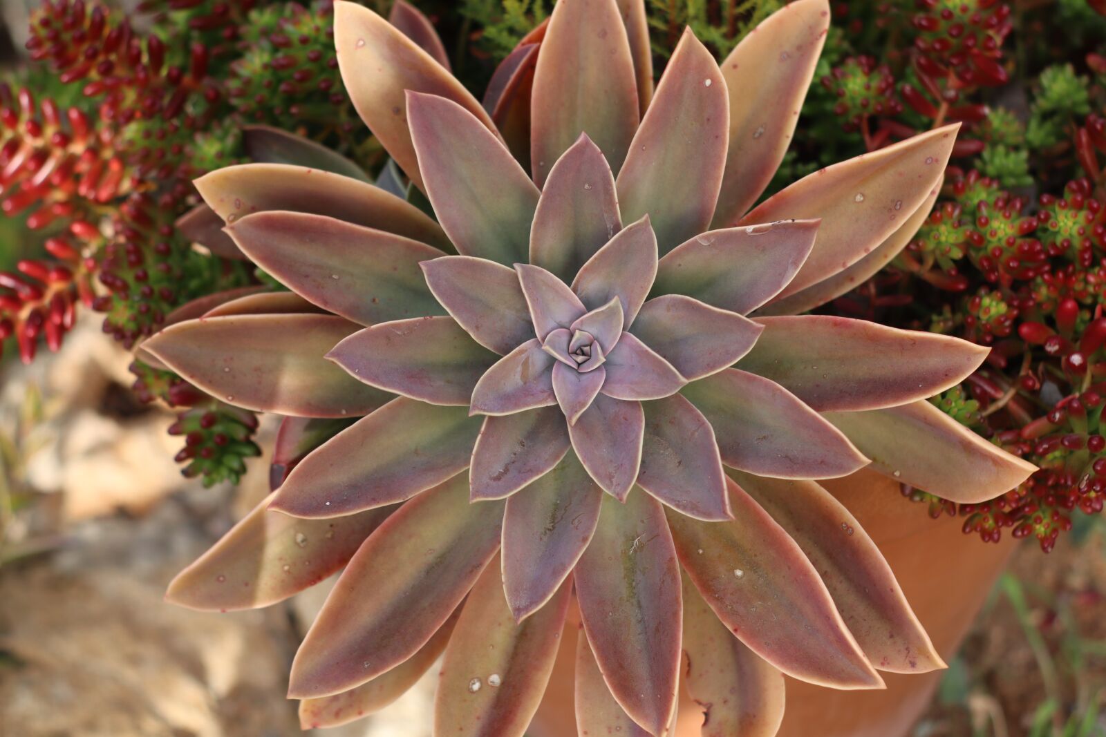 Canon EOS M50 (EOS Kiss M) sample photo. Rosette, succulent, plant photography